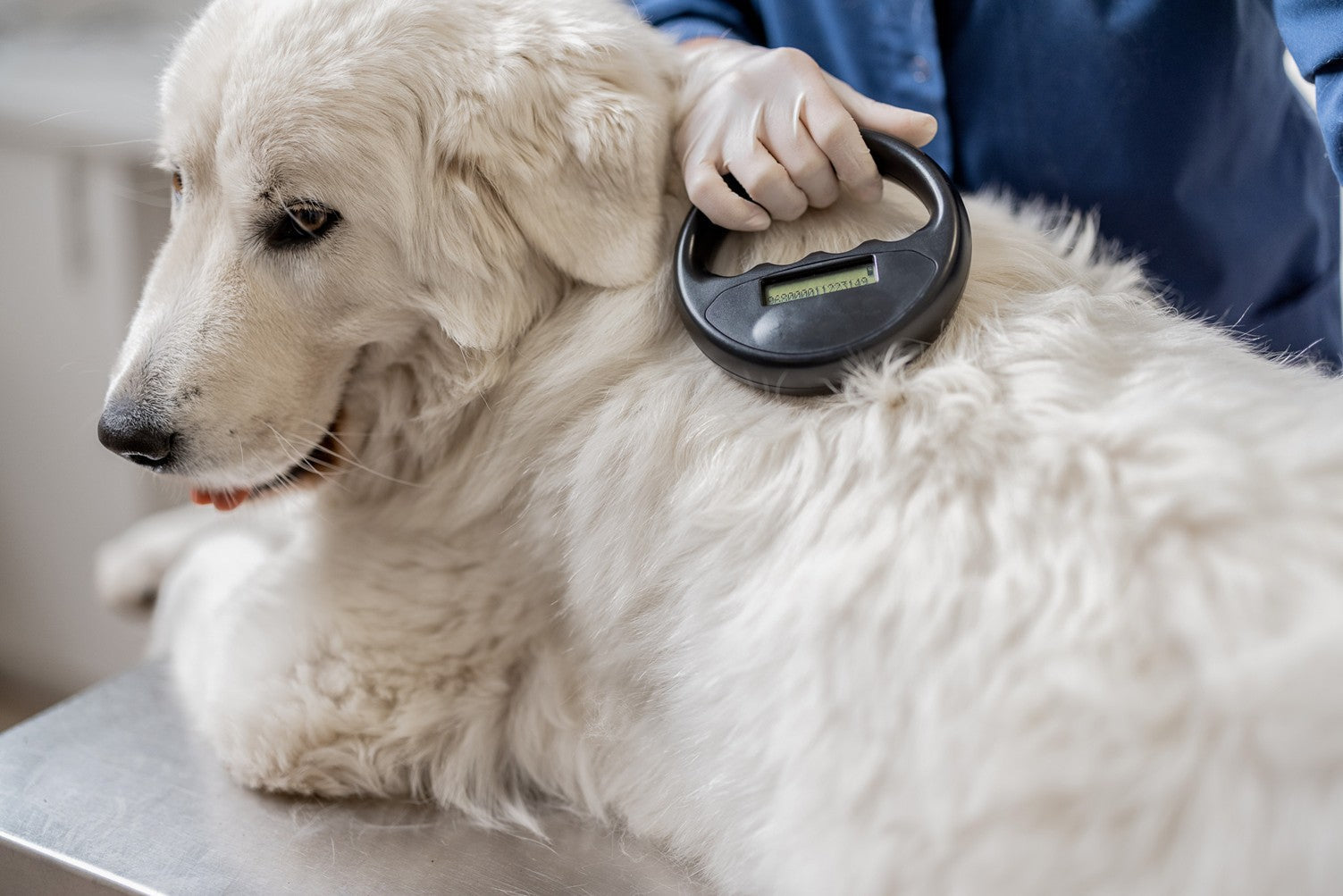 Pet Microchipping: Debunking the Myths – updated with an exclusive discount for 2026