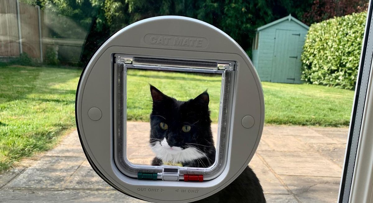 Training Your Cat To Use A Cat Flap