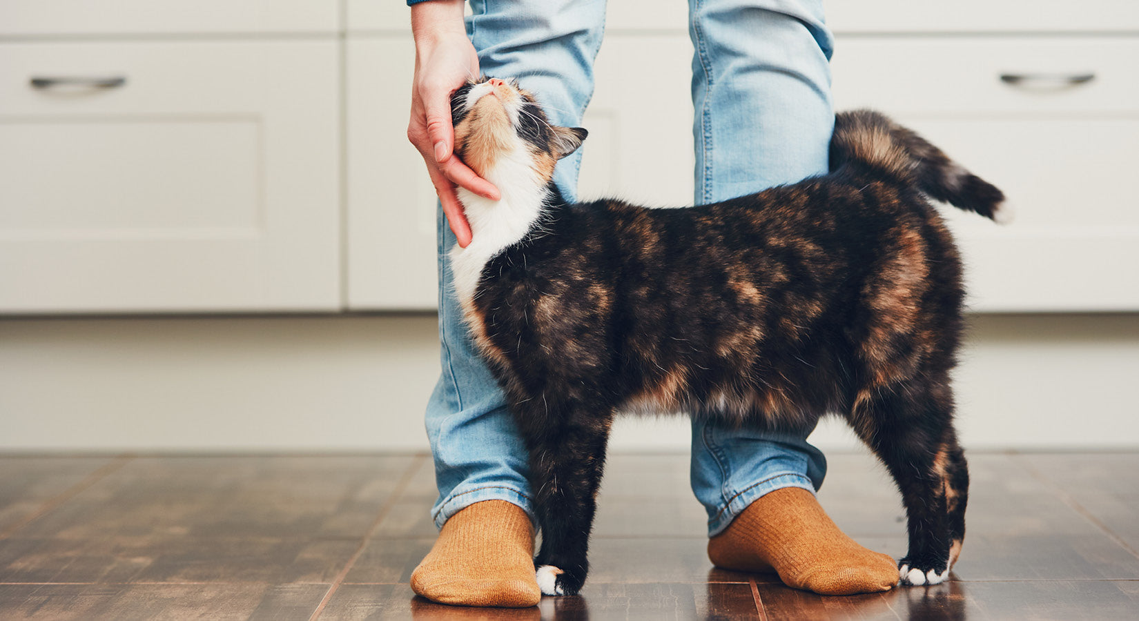 Top 5 benefits of automatic pet feeders