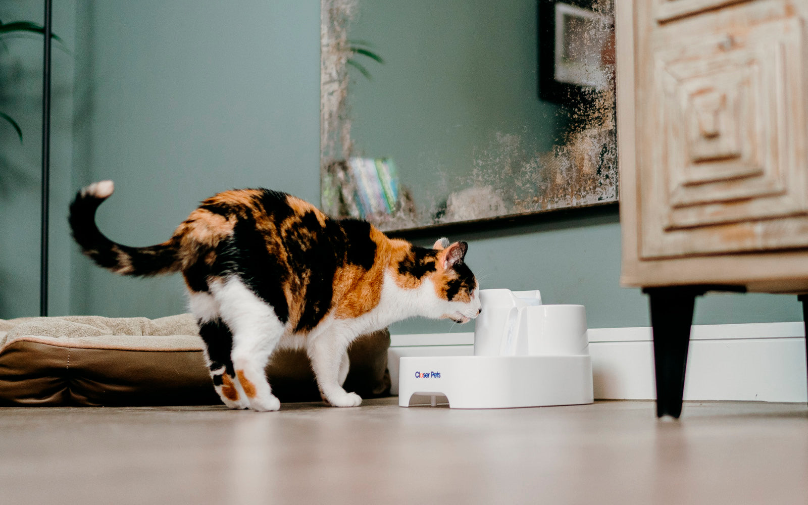 A Guide to the Best Cat Bowls