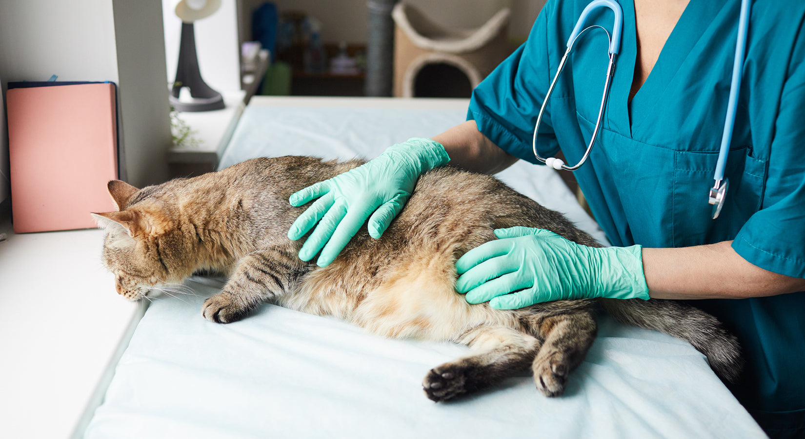 Microchipping cats is set to become compulsory – here’s what you need to know