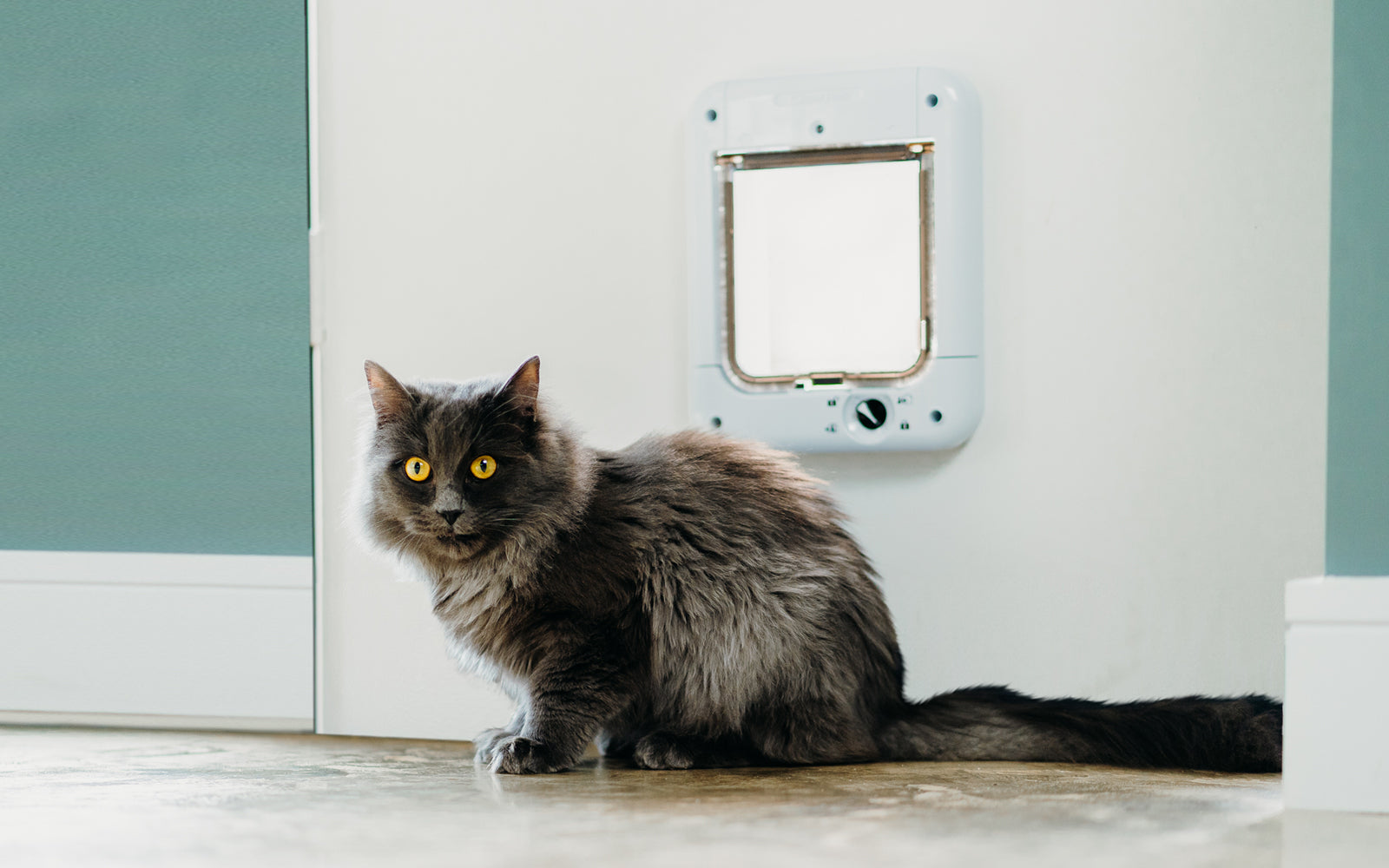 How Do Microchip Cat Flaps Work?