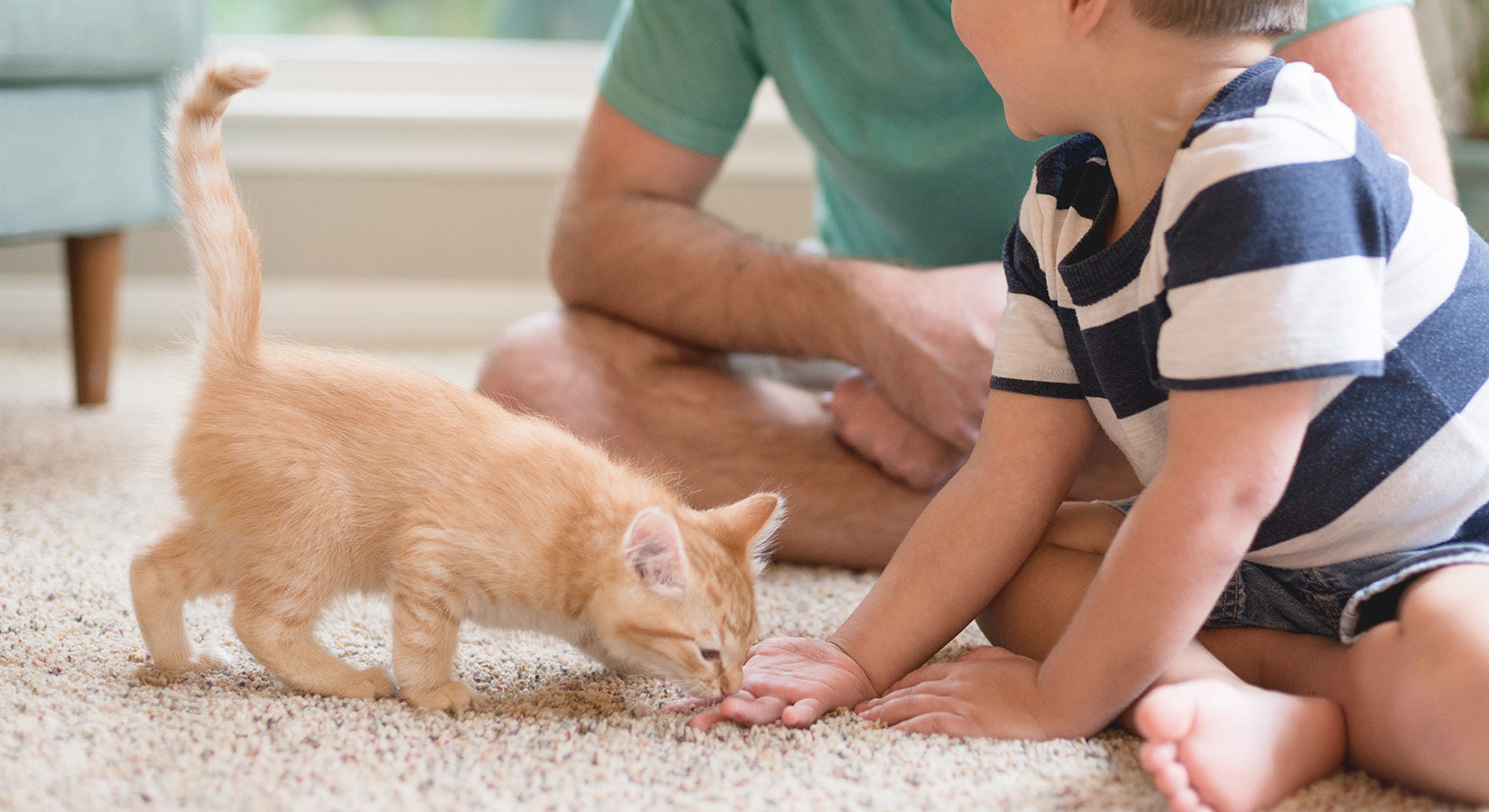 5 ways to prepare for the arrival of your new kitten