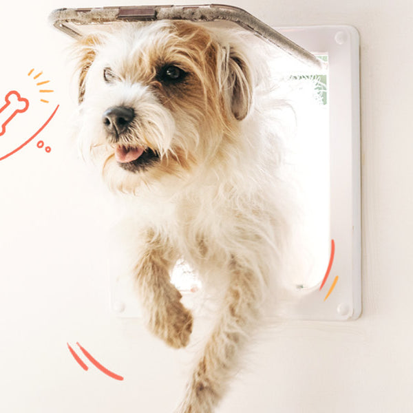 The ins and outs of pet doors