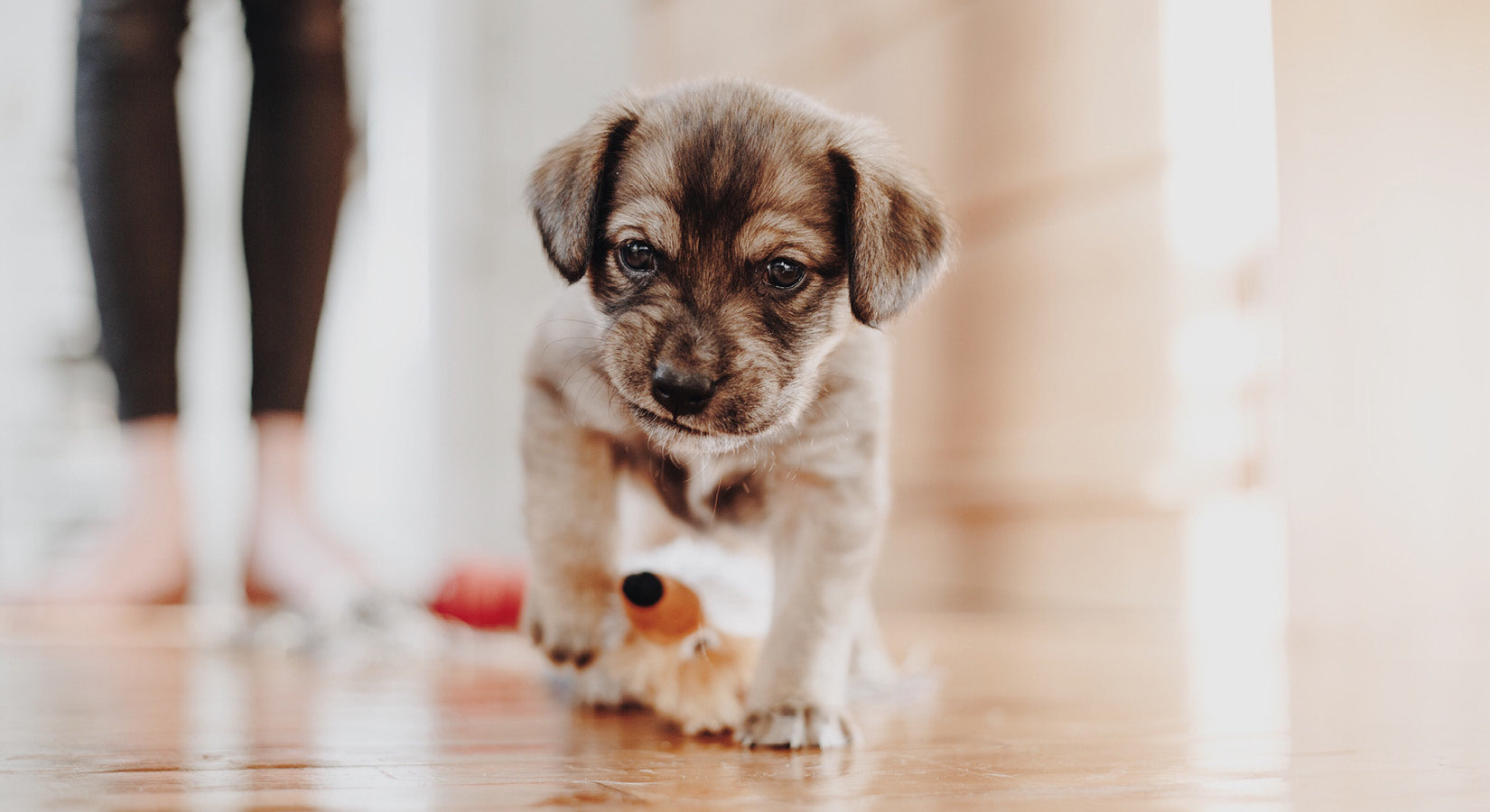 Puppy love – What to prepare for your new arrival