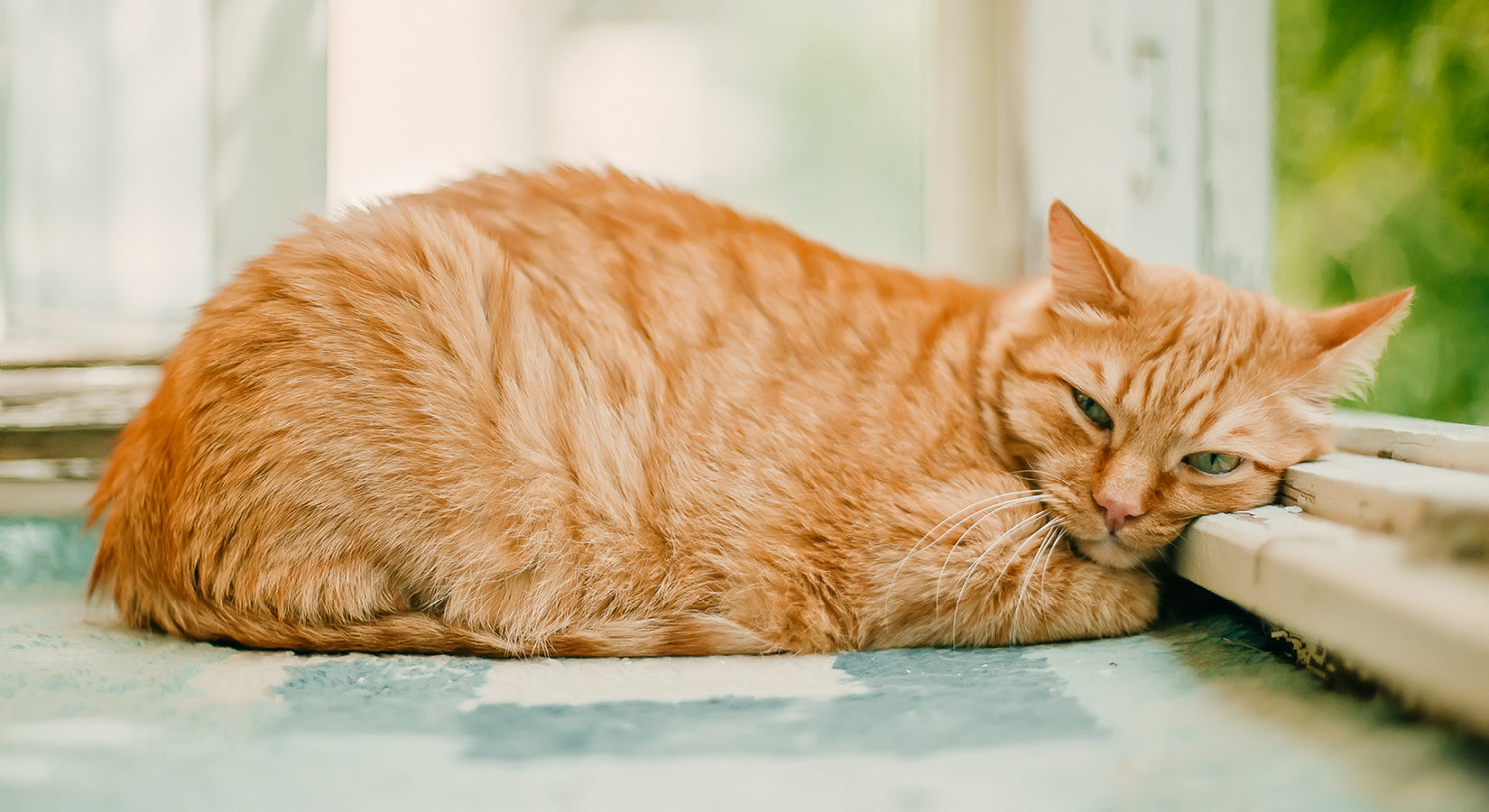 Finding support for your pet when you’re feeling under the weather