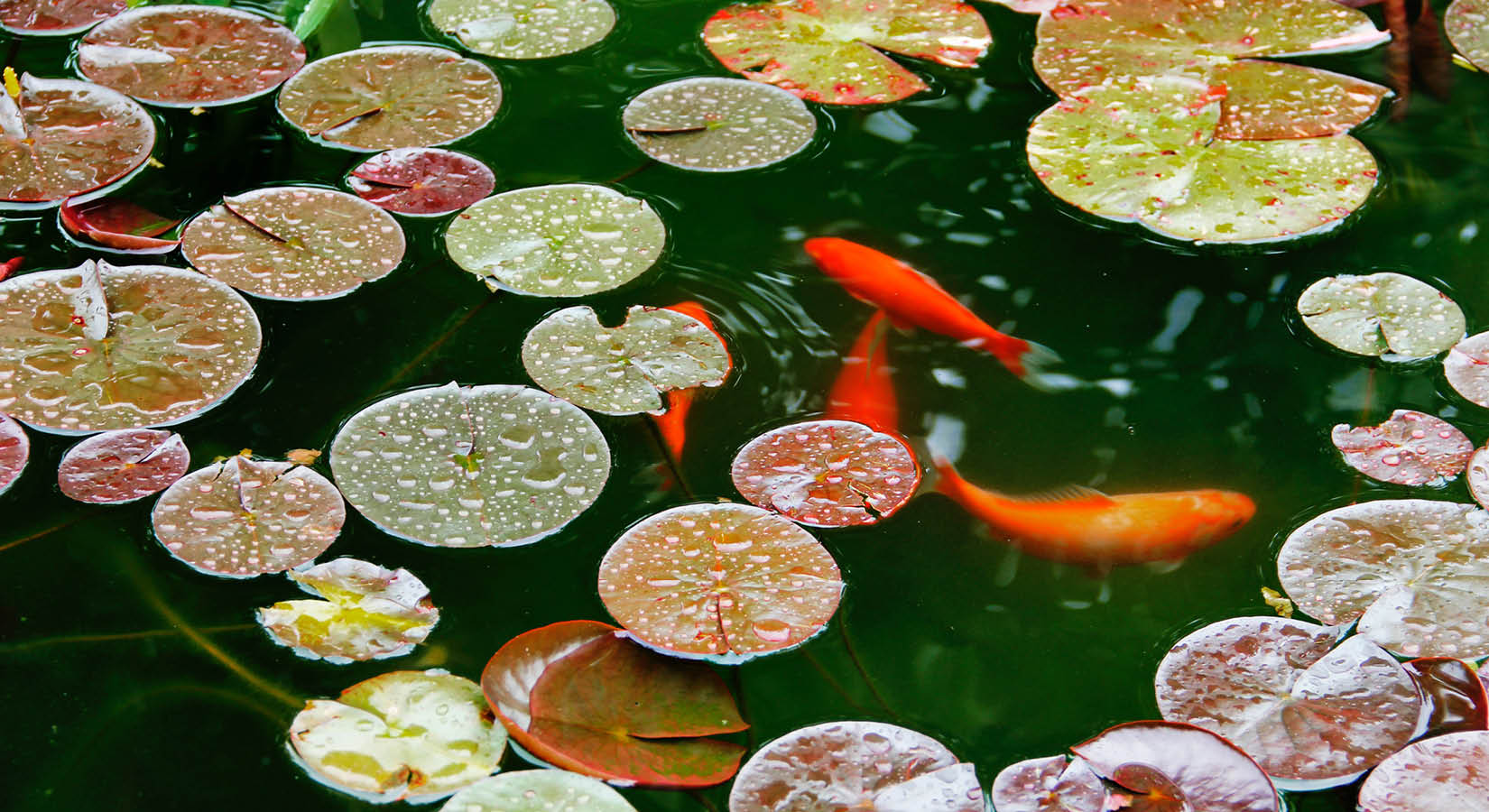 World Aquatic Animal Day 2023: 7 fun facts about aquatic life in ponds