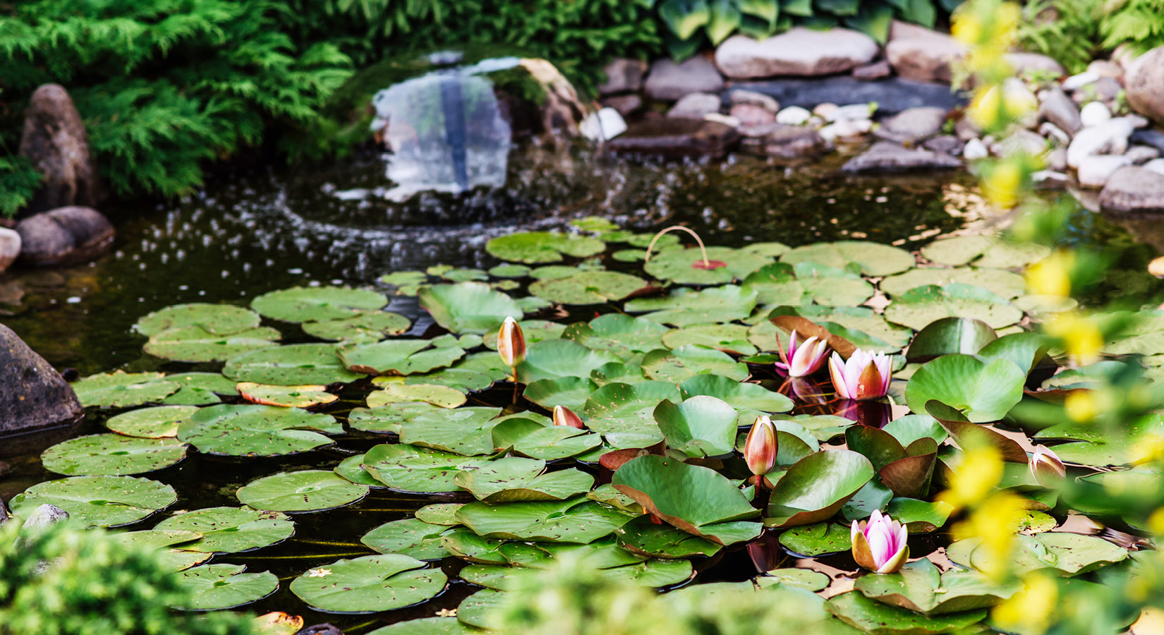 Our essential guide to keeping your pond flourishing this summer