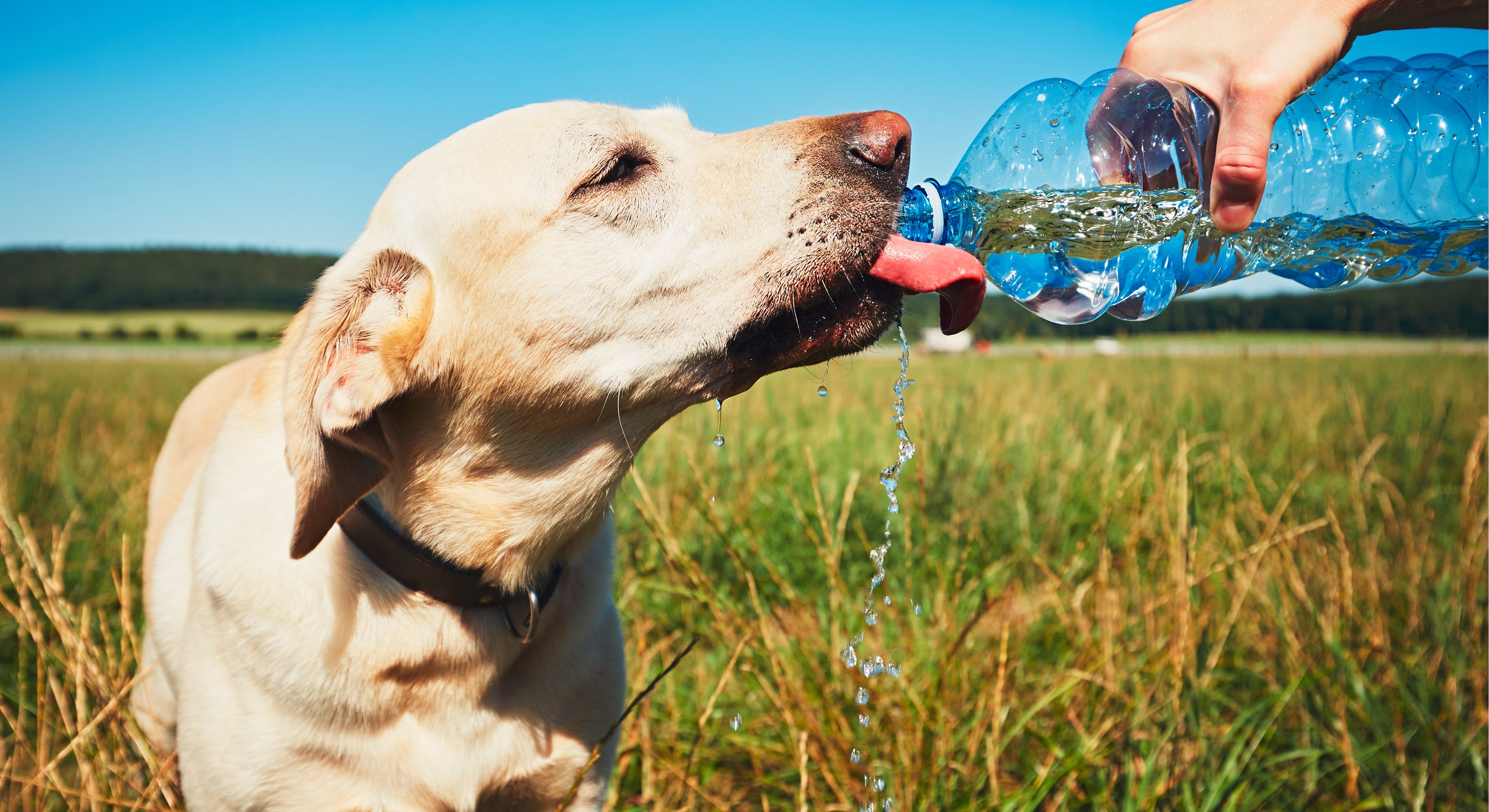 Keep your cool and be pet-prepared – it’s Pet Hydration Awareness Month