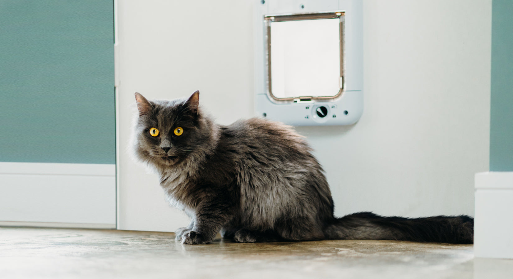 5 reasons to install a cat flap or dog door in your home