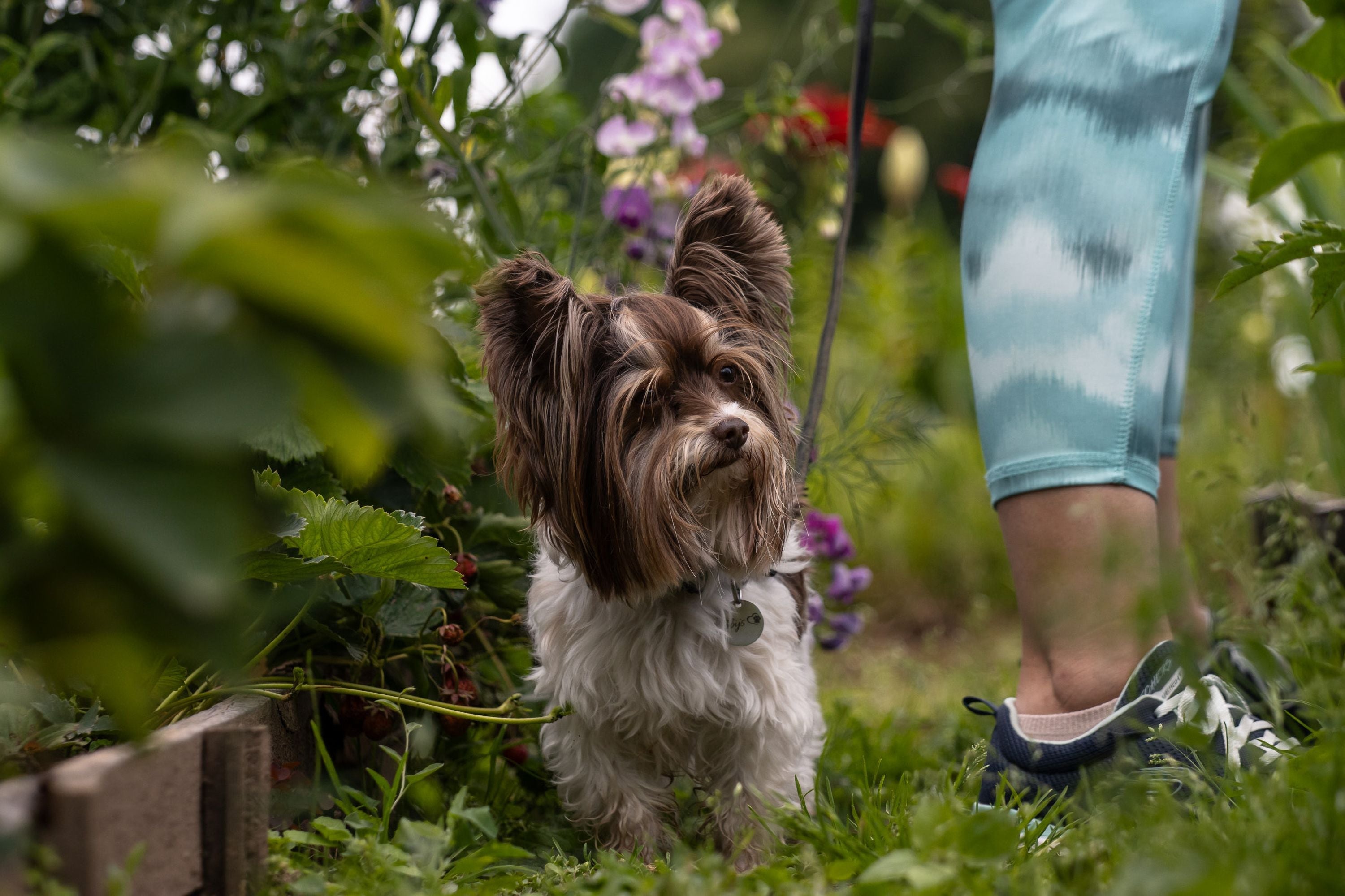 What Flowers and House Plants Are Safe for Cats and Dogs?