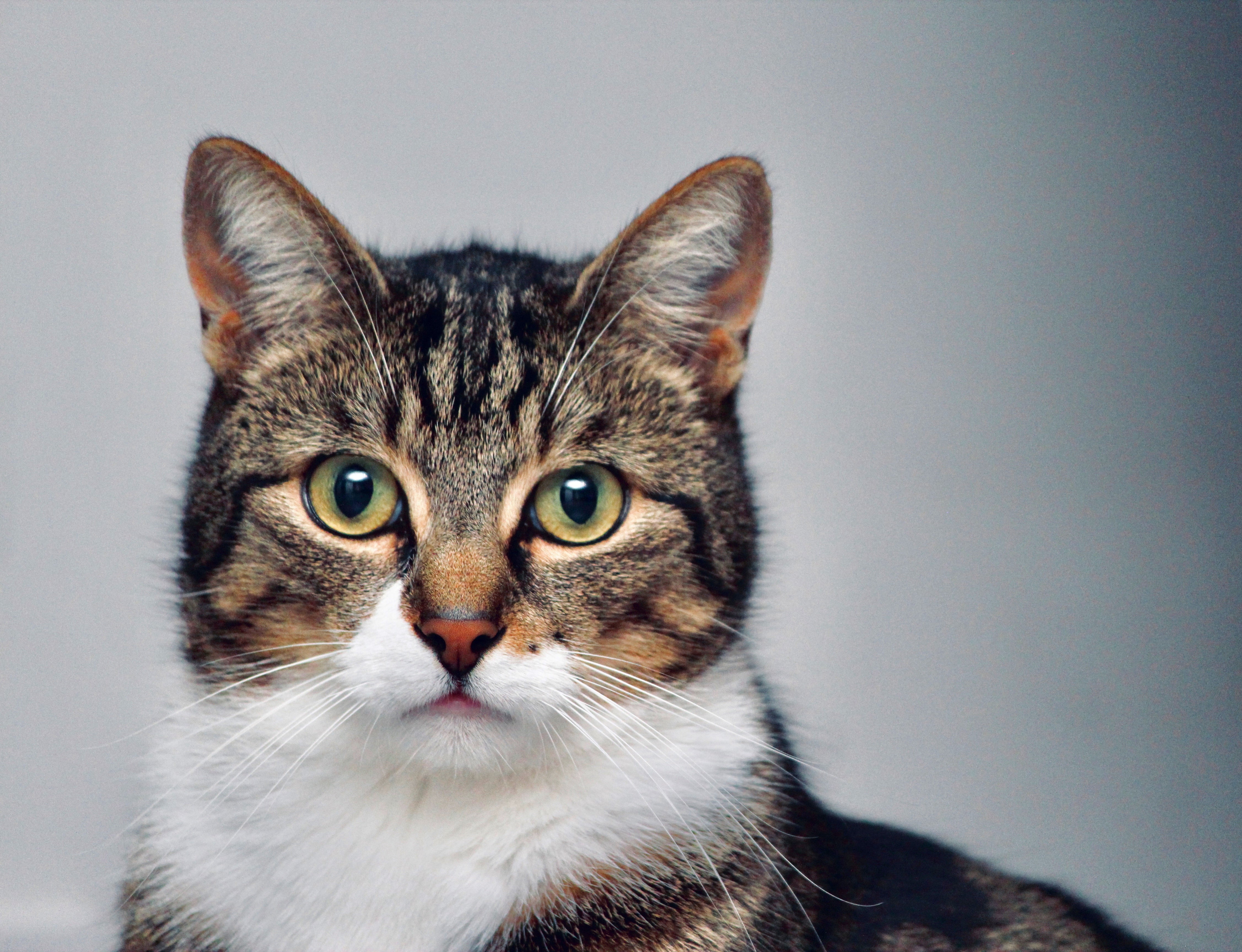 What is the best food for cats?