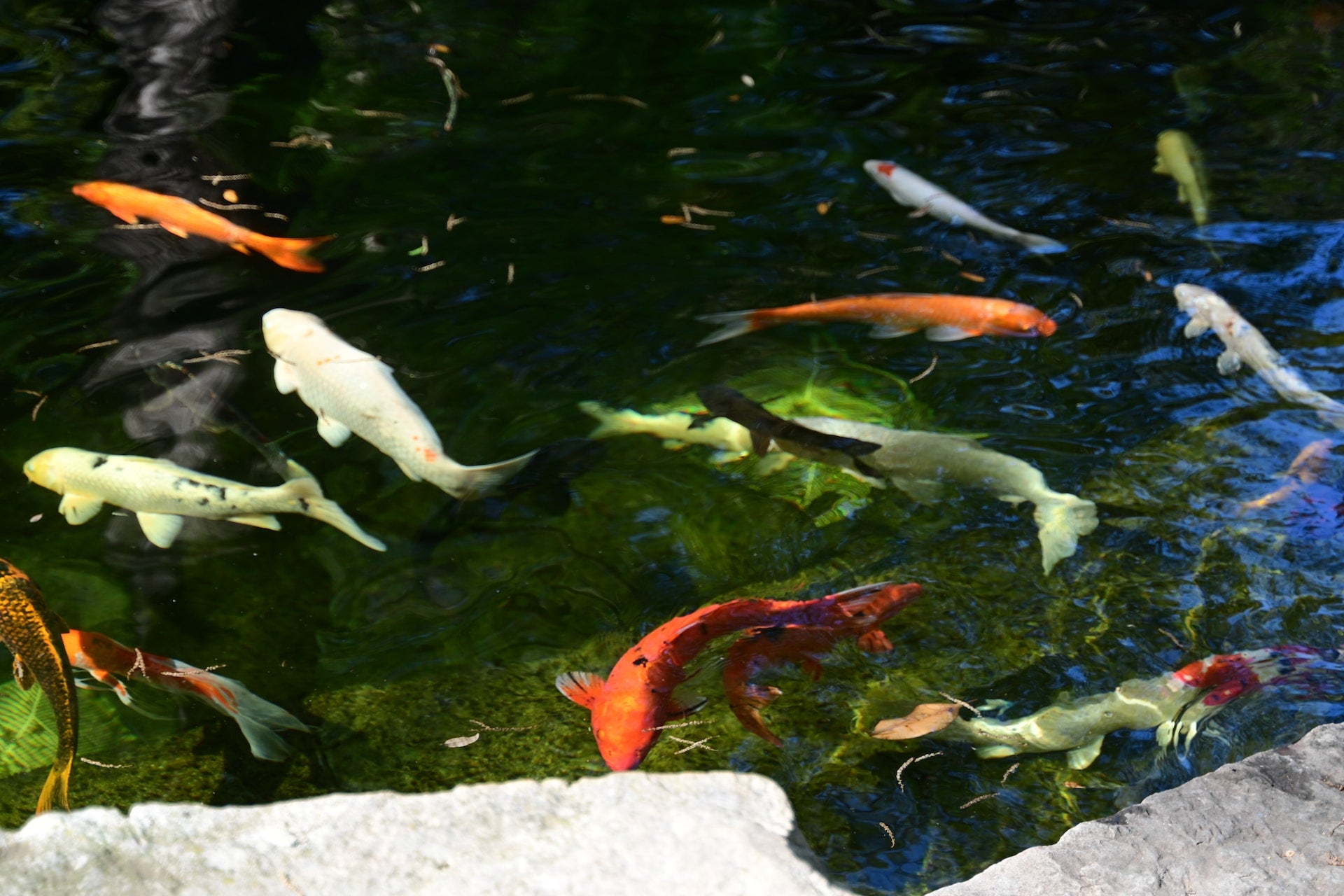 A group of koi fish swimming in a garden pond