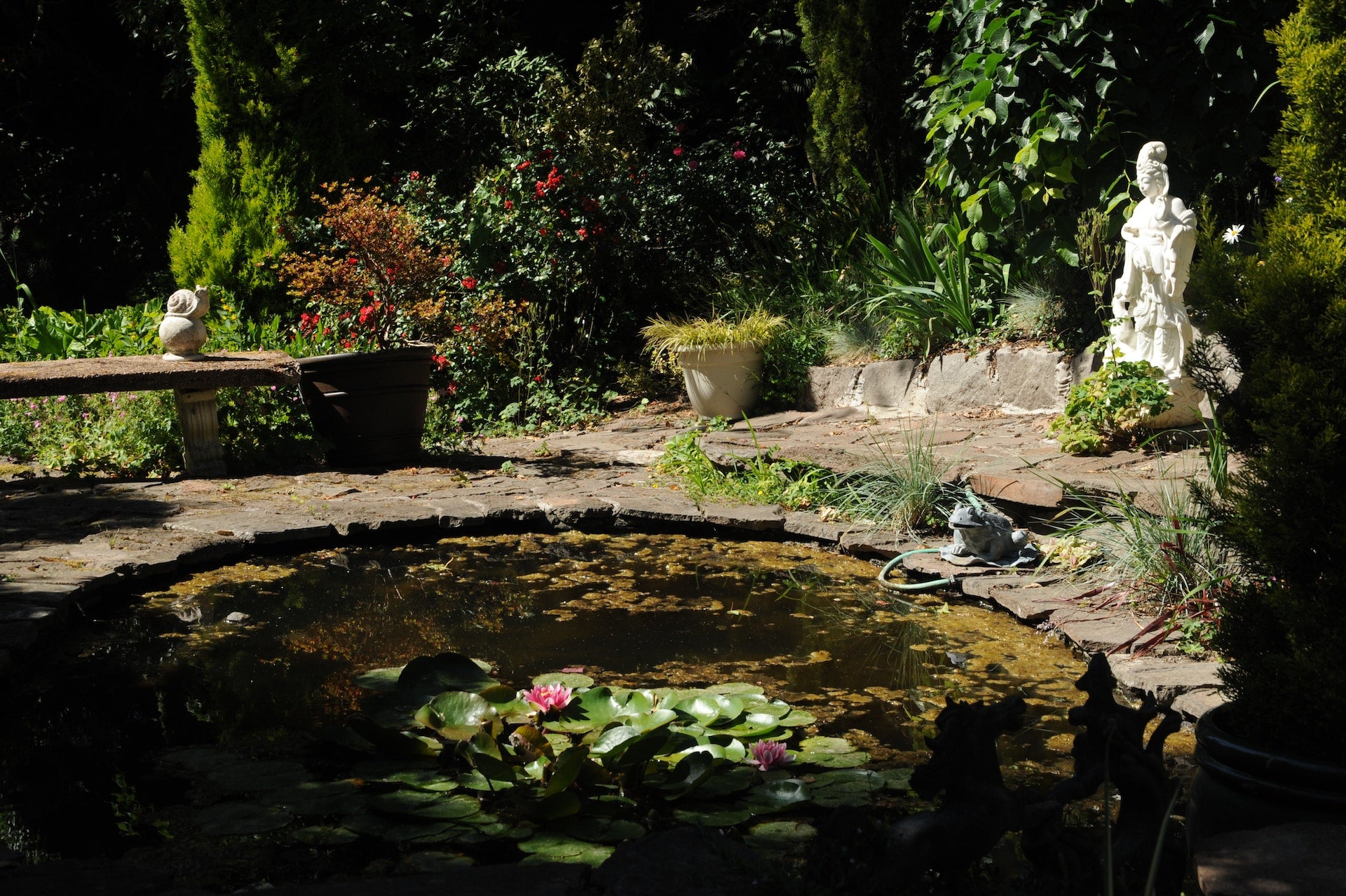 Circular garden pond with lotus flowers surrounded by foliage and garden statue