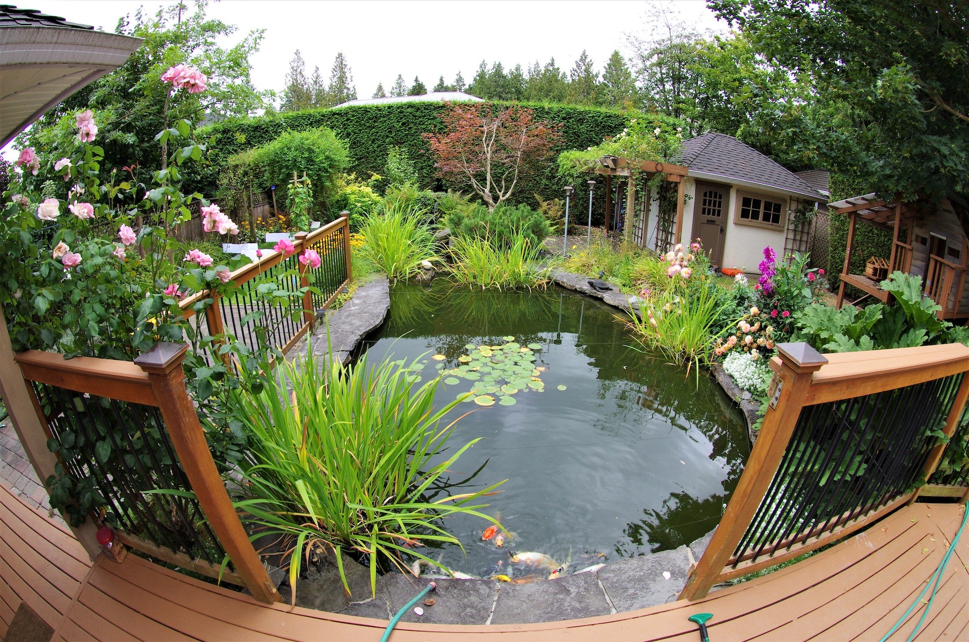Garden pond with koi fish surrounded by plants and flowers