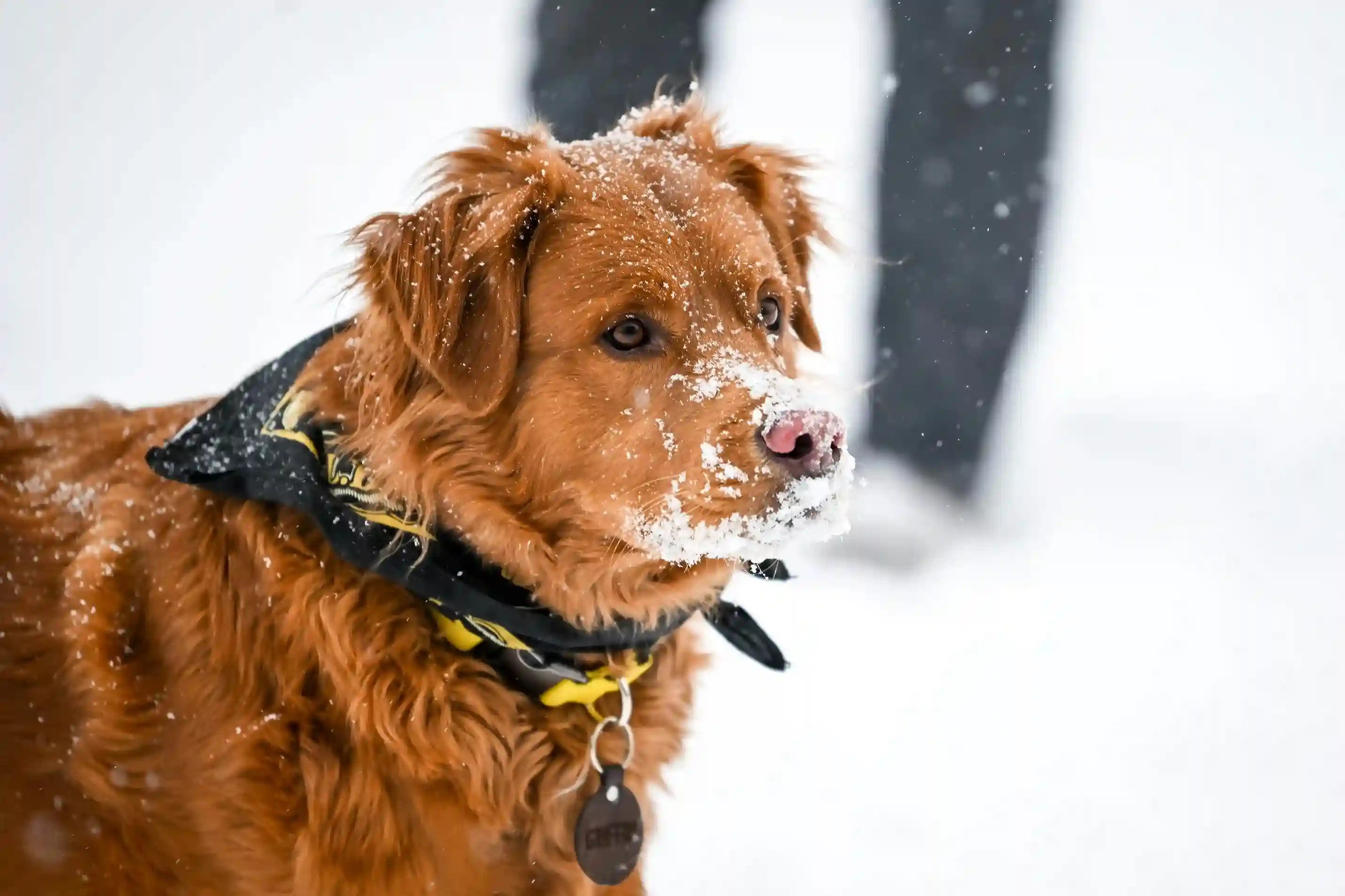 Paw Safety in Winter: When Is It Too Cold to Walk Your Dog?