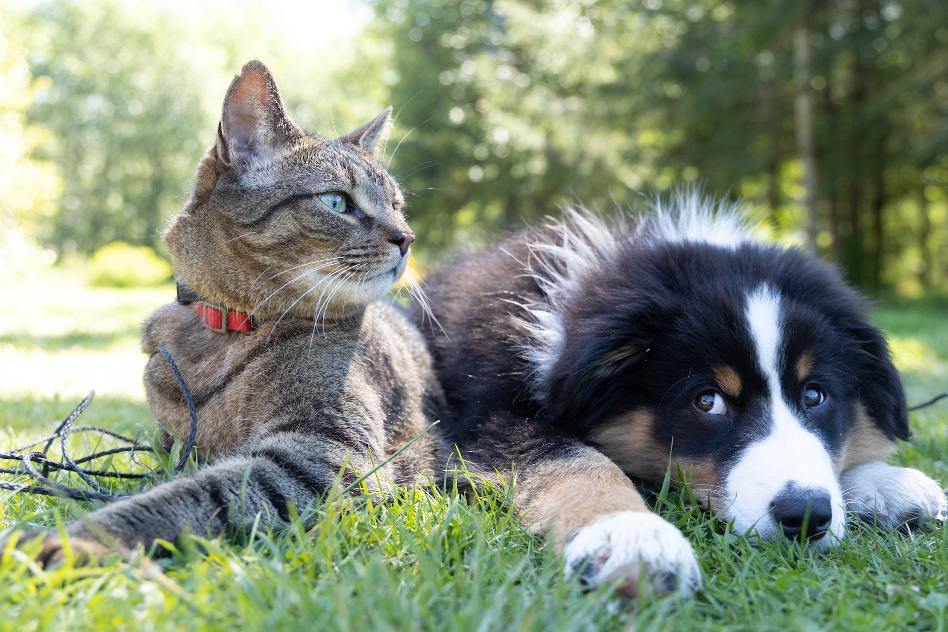Cat and dog lying together on grass outdoors
