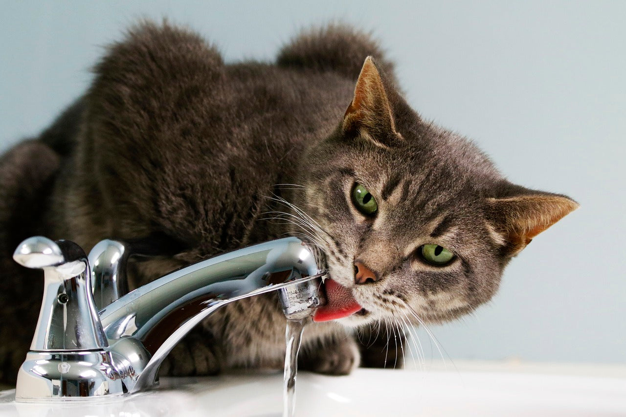 Cat drinking water from tap