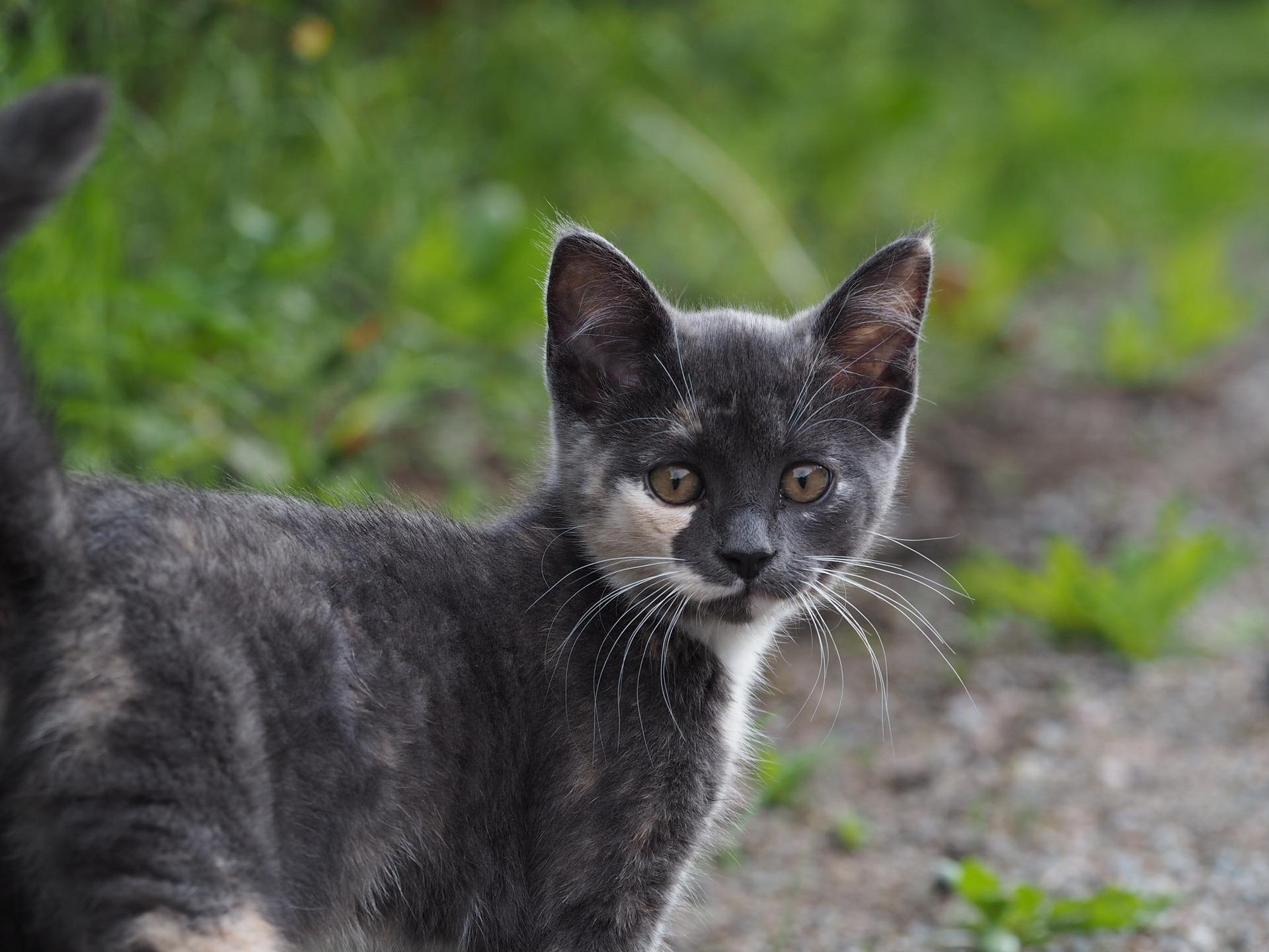 Indoor vs. Outdoor Cats – Which Should You Choose?