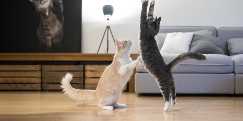 First-Time Owners: What Do You Need for a Cat?