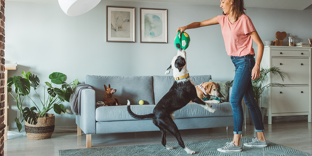 Why Do Dogs Lick You?
