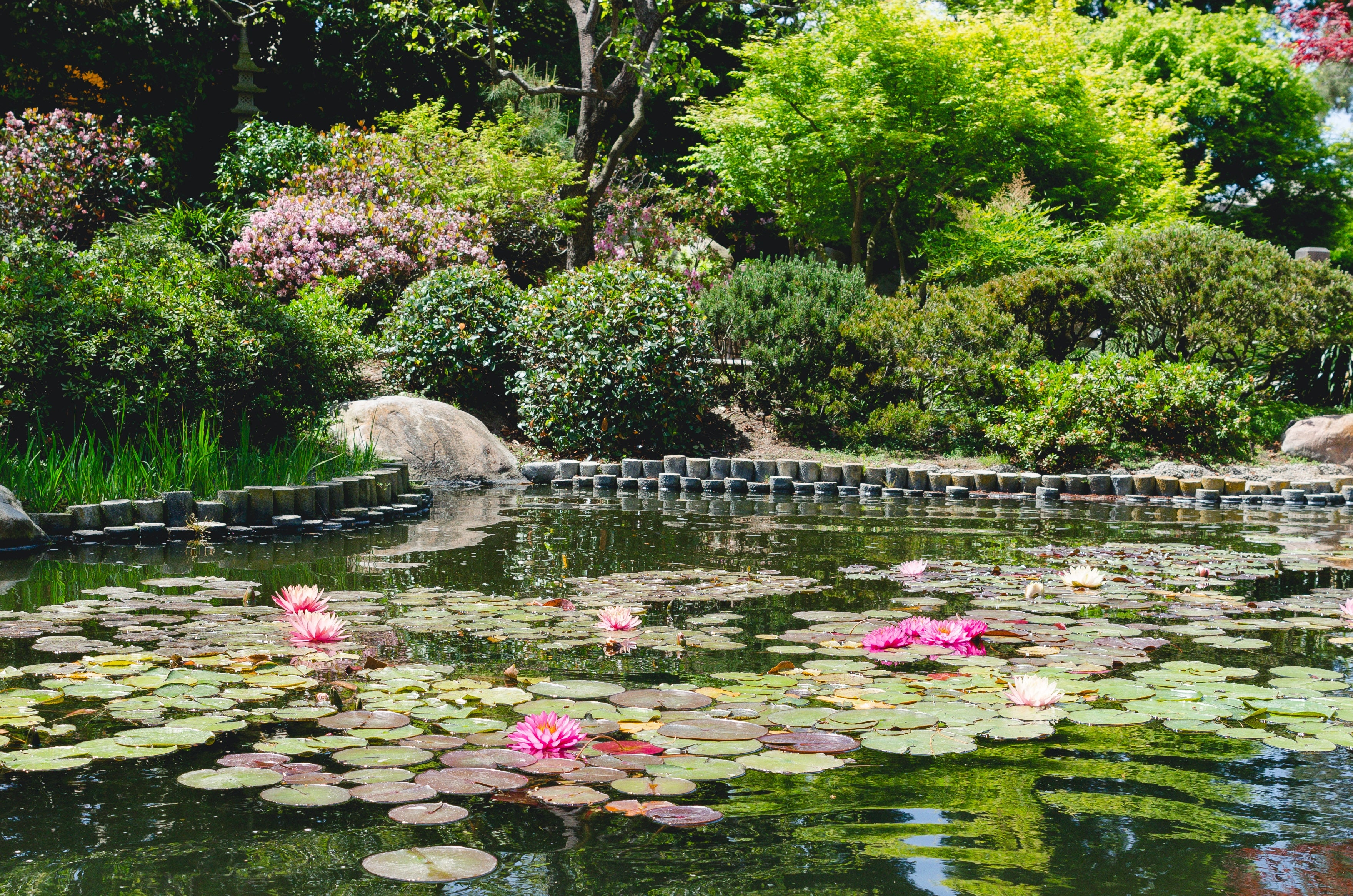 Here’s how you can create a showstopping garden pond this summer