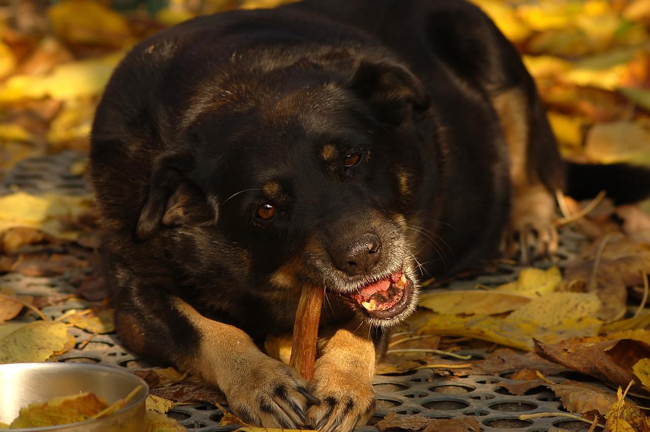 Overweight Dogs – How to get your pooch back in shape
