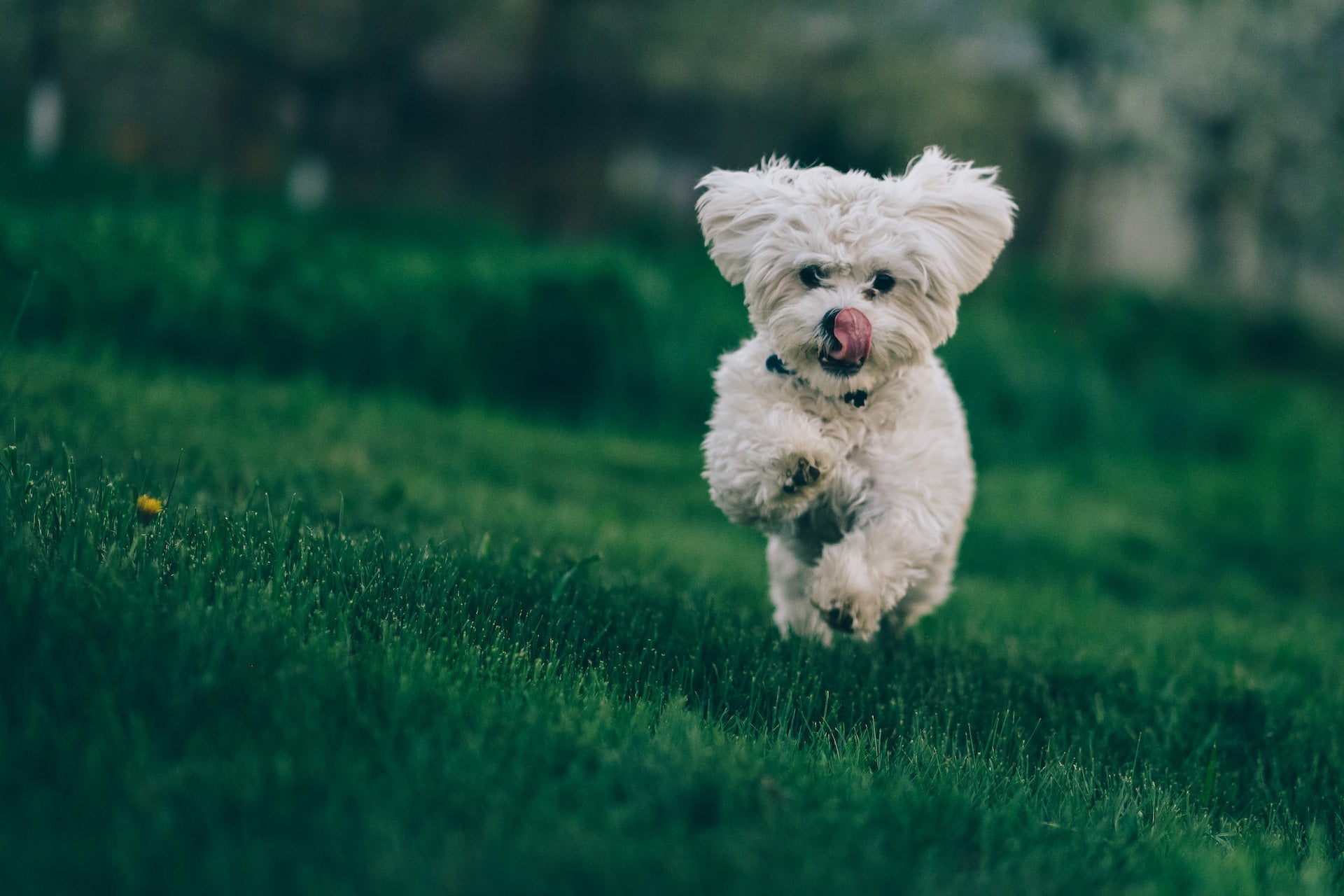 How to feed up a dog that isn’t eating enough