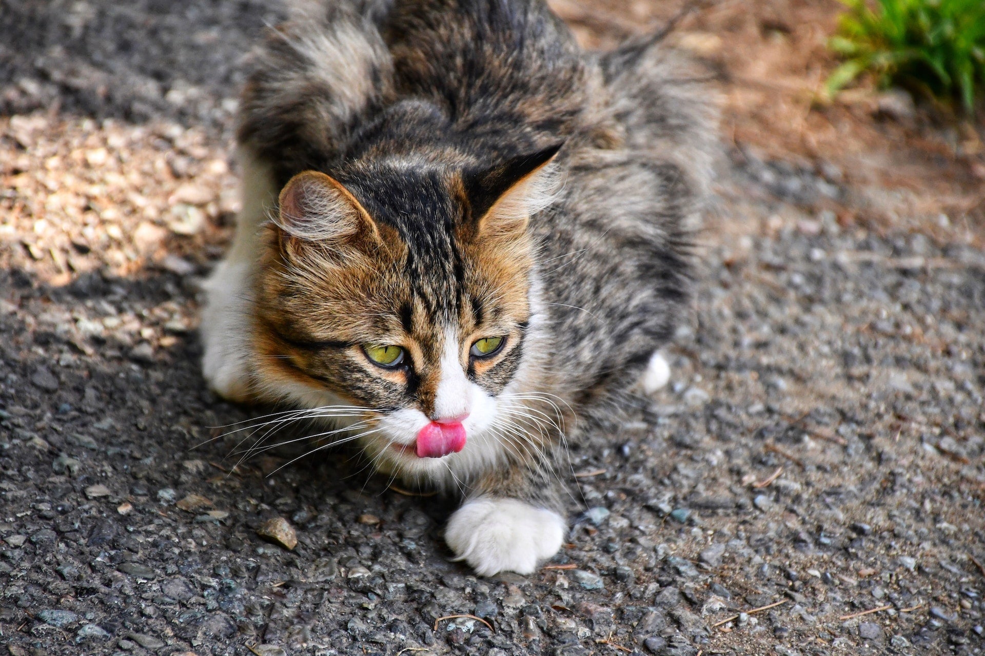 How much to feed a cat per day