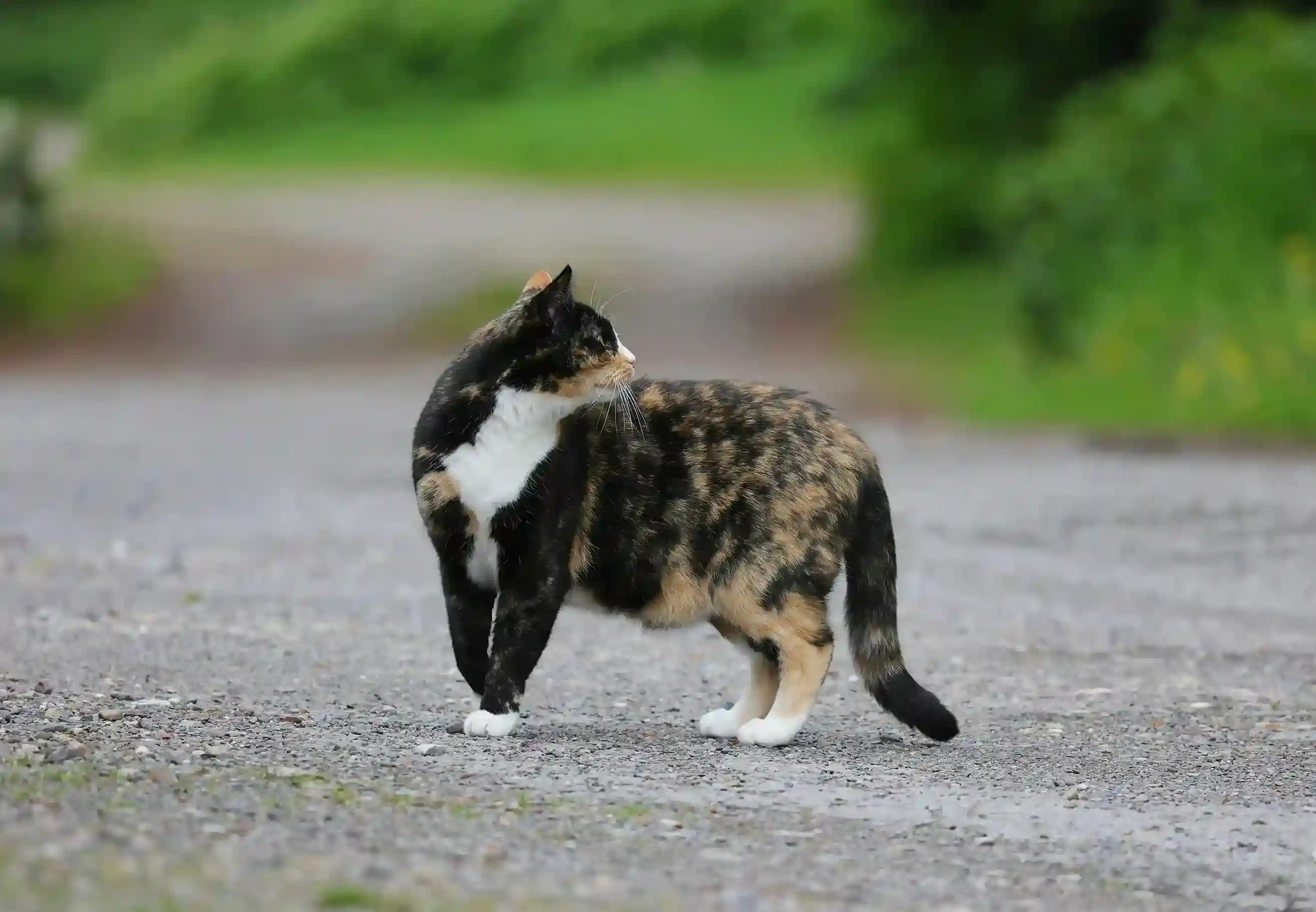 How to Protect Your Cat This Lost Cat Awareness Day