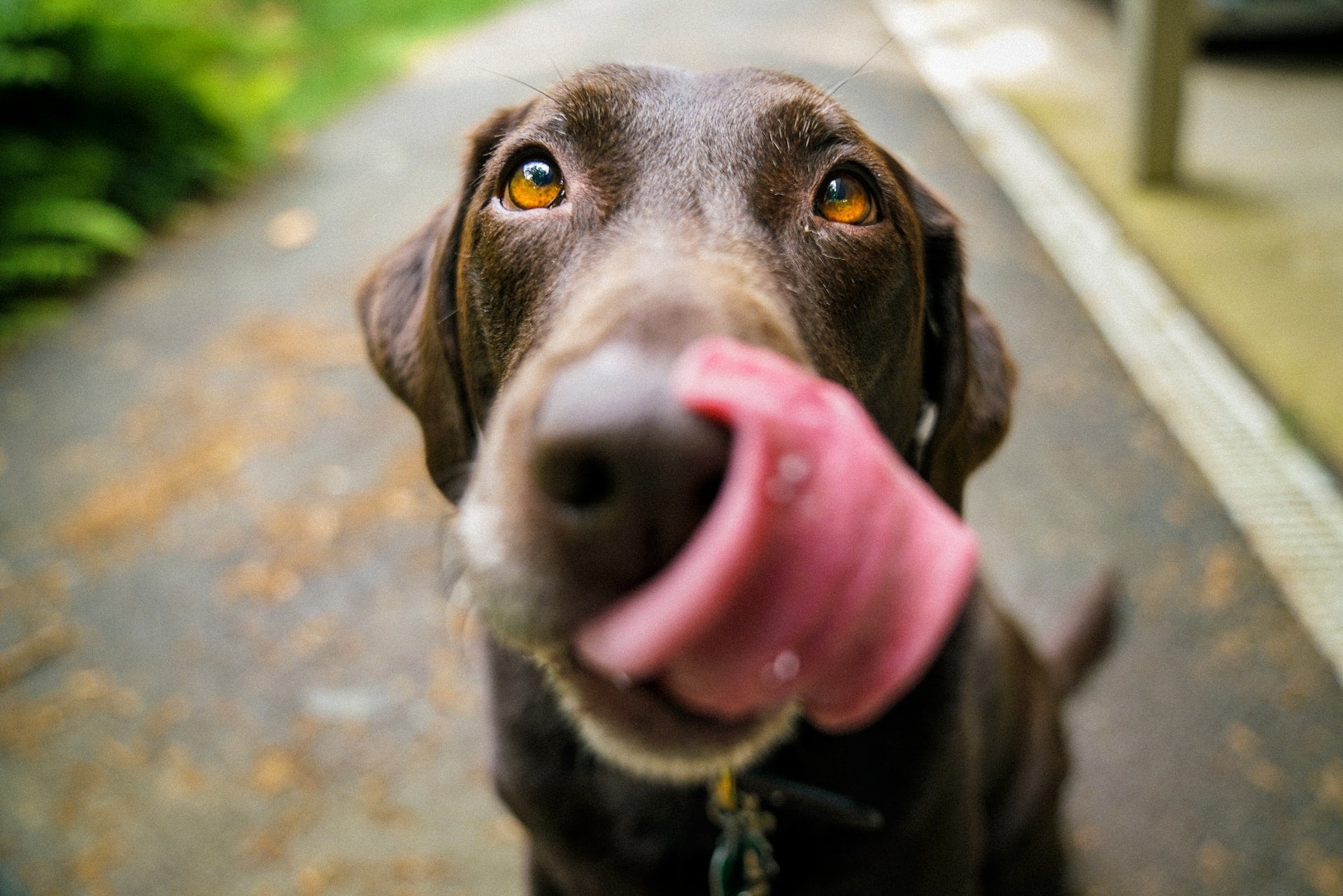 How Often to Feed Dogs