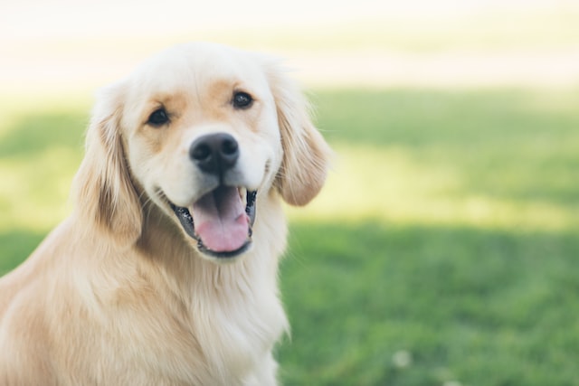 Everything you need to know about bad breath in dogs