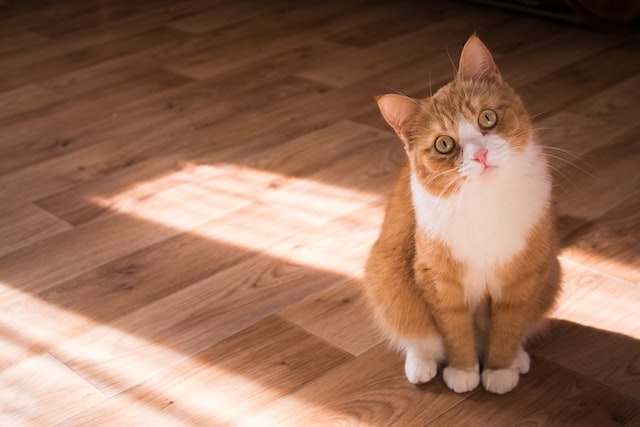 How to recognise and manage anxiety in cats