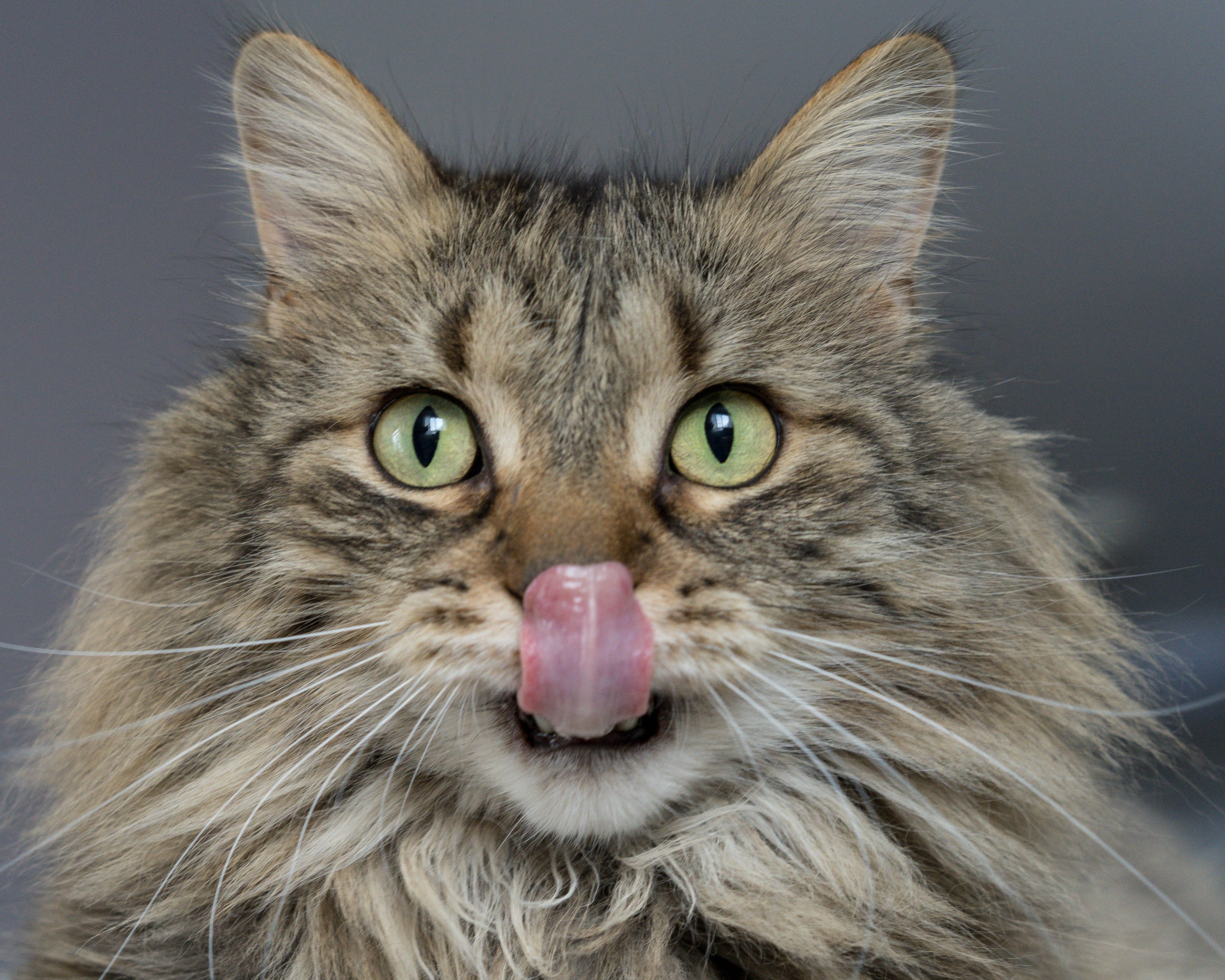 Long-haired cat licking its lips