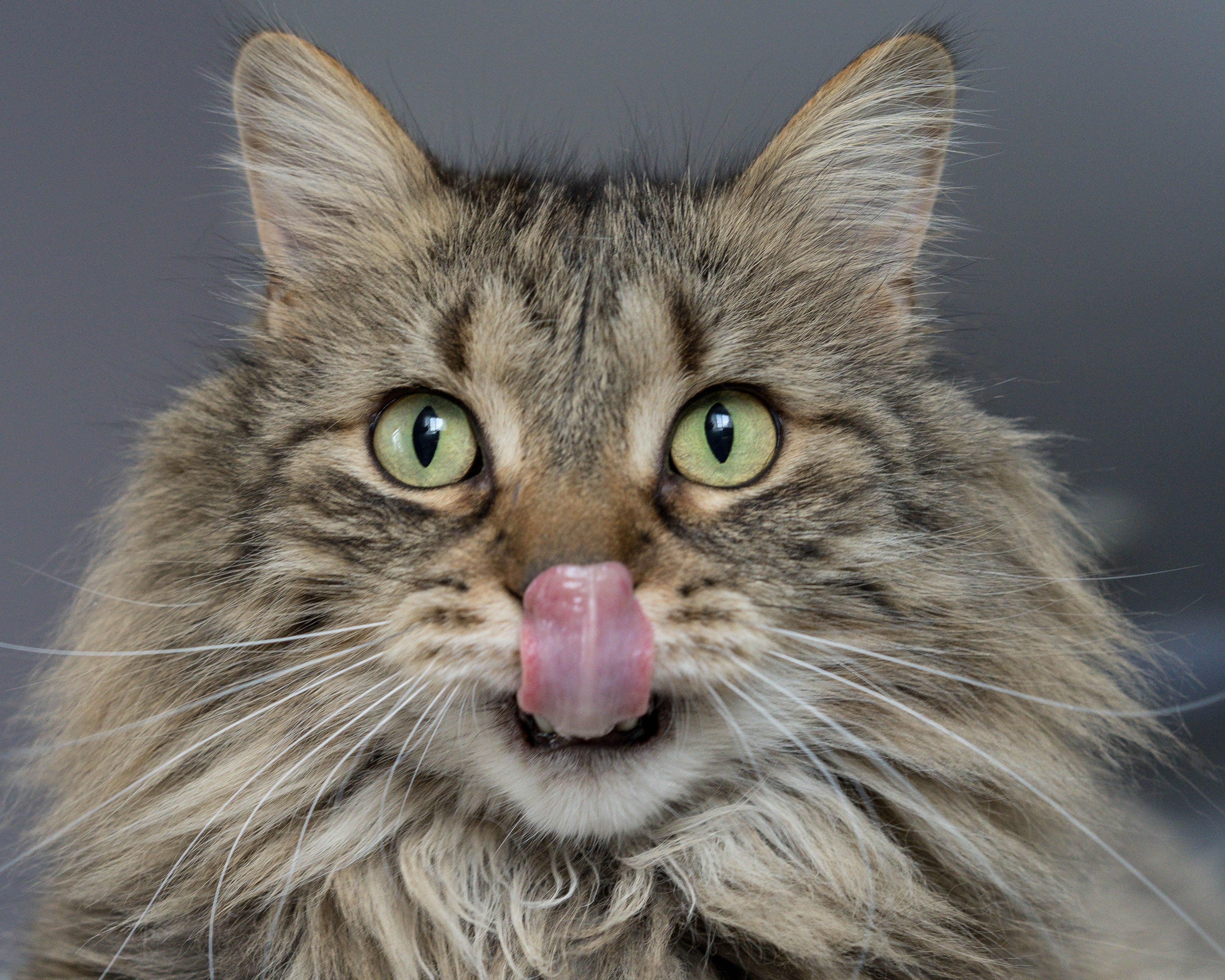 Slow feed cat bowls: Should you use them?