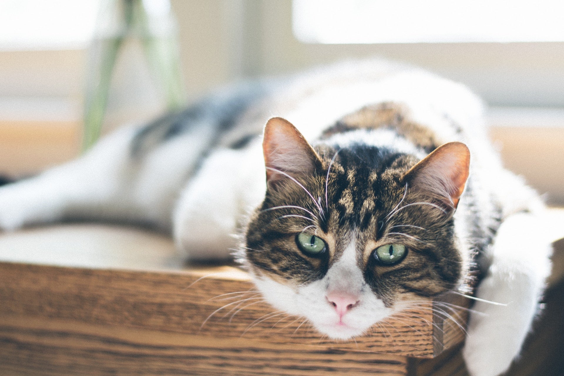 My elderly cat won’t eat – What can I do?