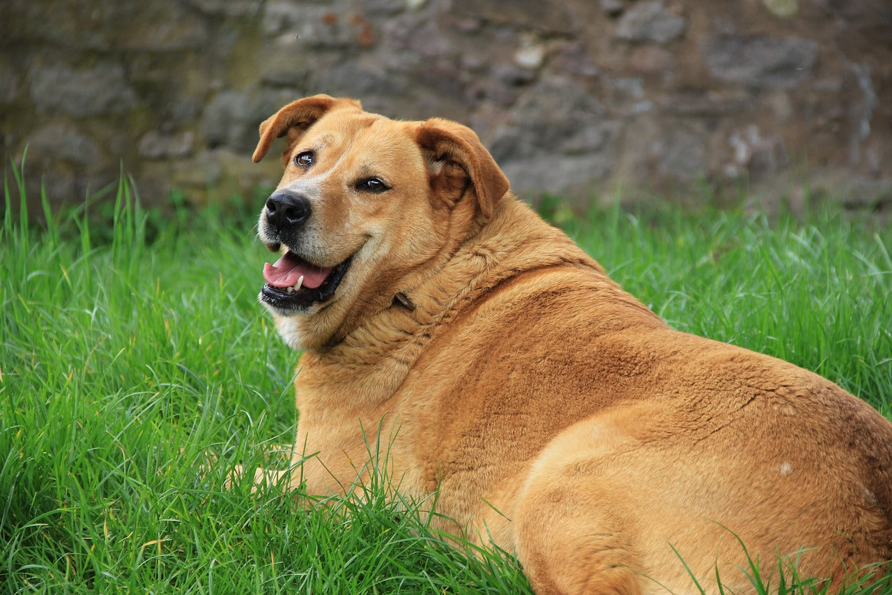 Obese dog lying on the grass and smiling at the camera