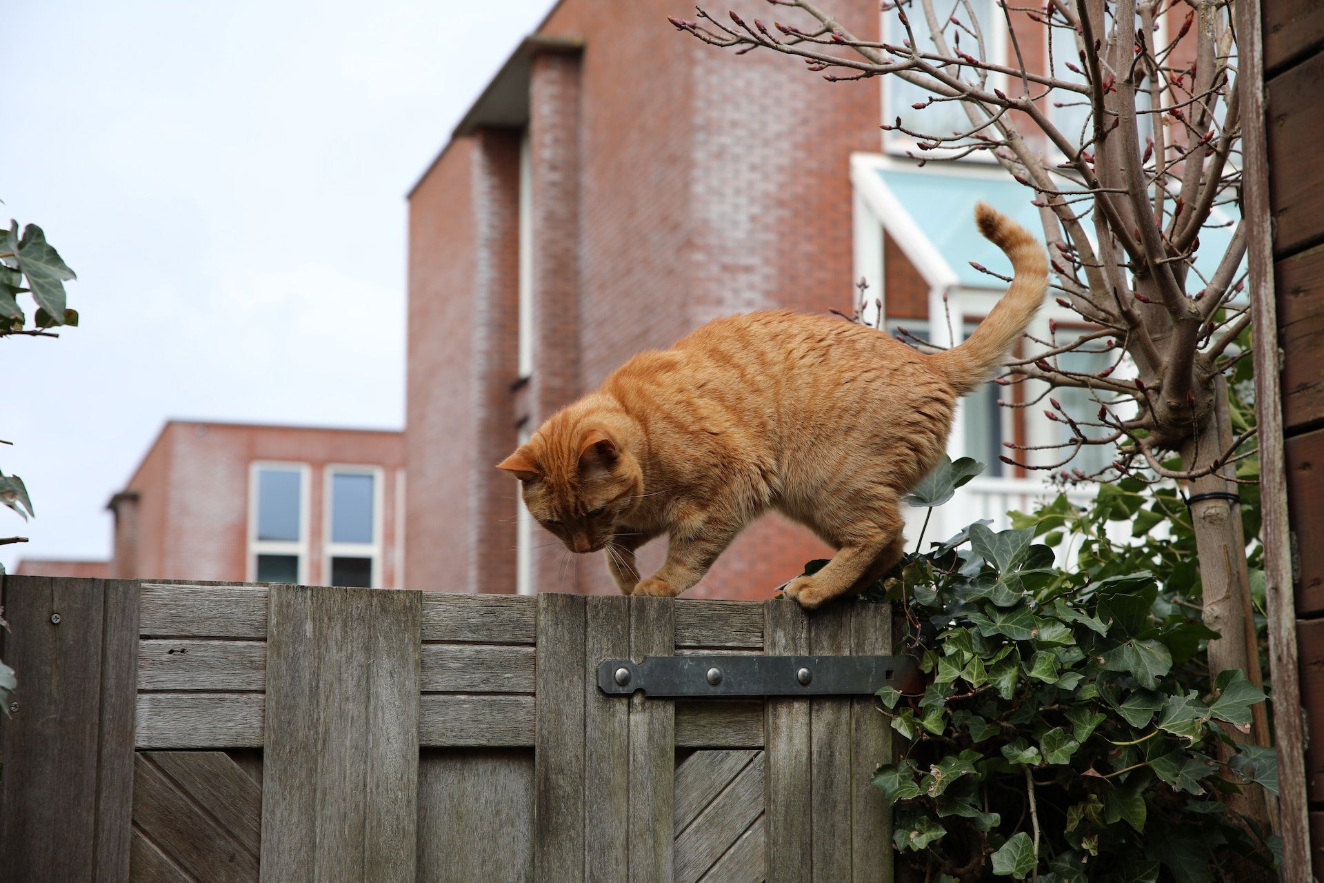 Cat climbing on a fence