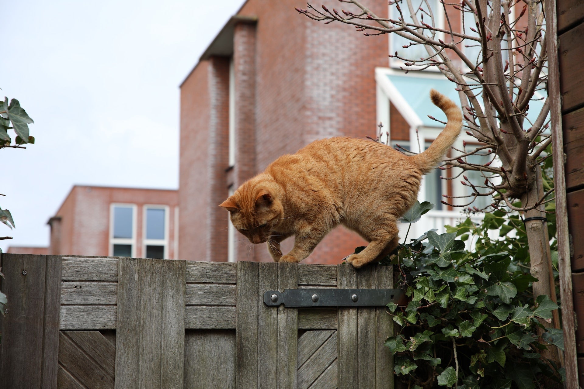What is cat microchipping and how does it work?