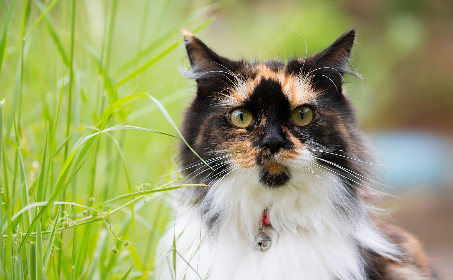 Pet cat outdoors in the grass wearing a collar