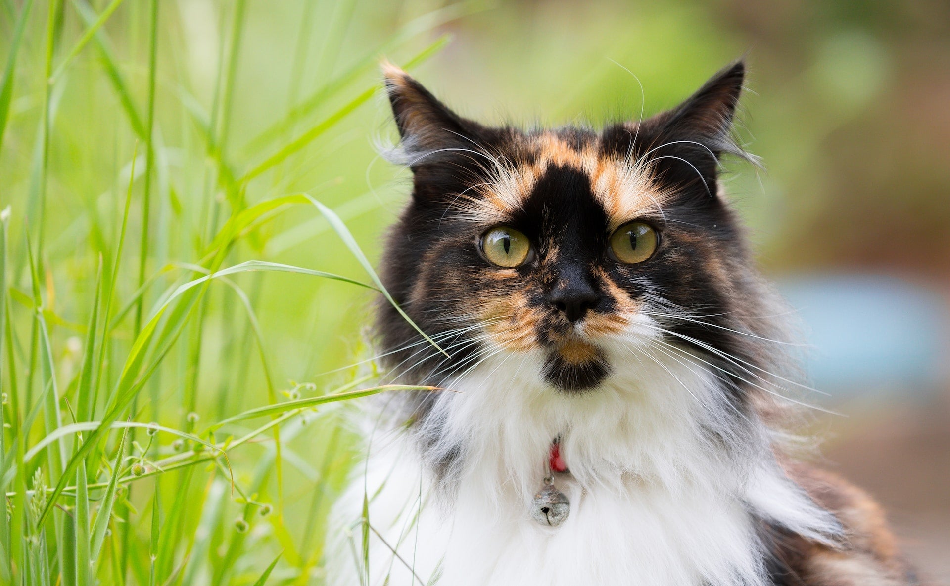 An Everyday Guide to Your Cat’s Nutritional Needs
