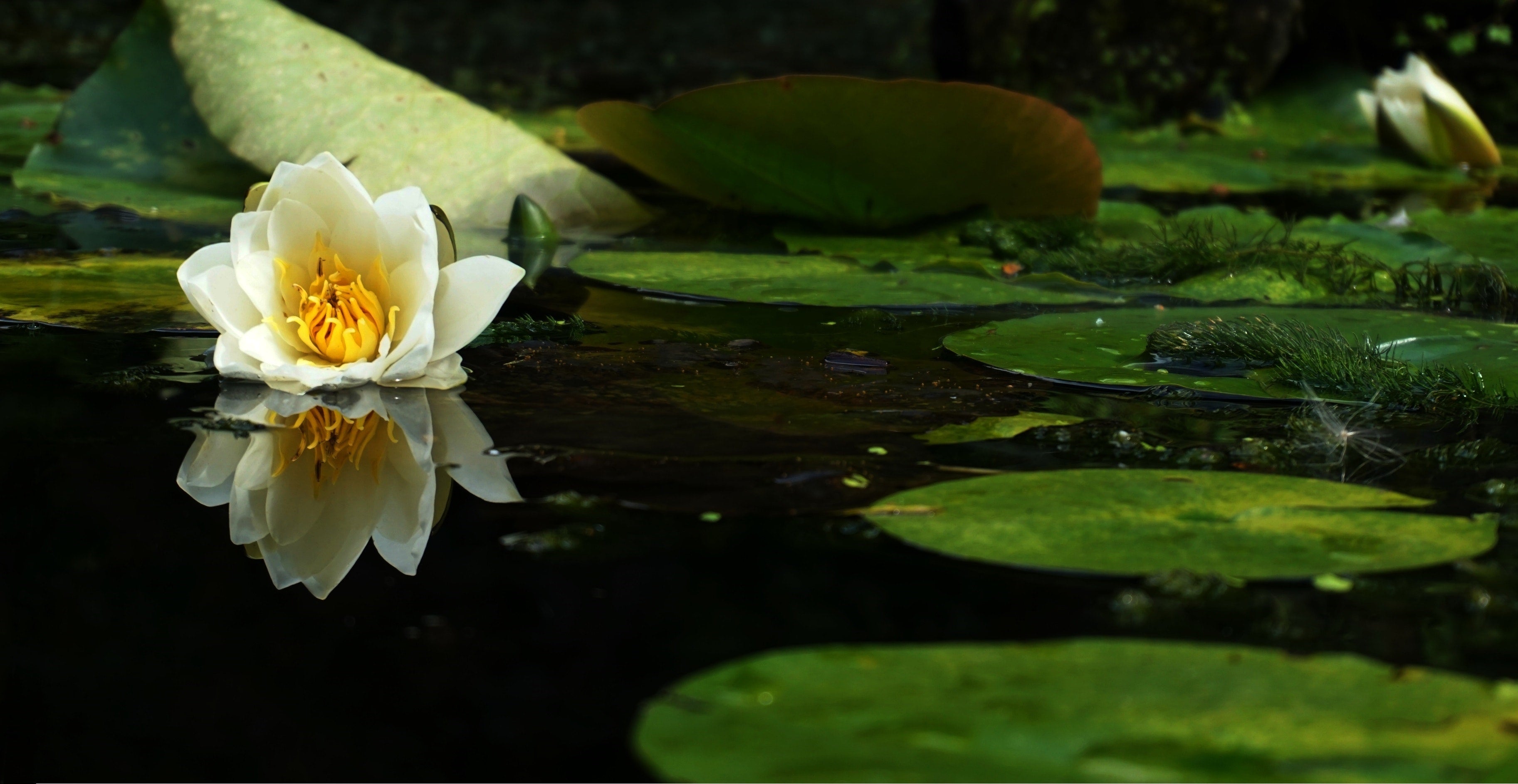 Best Plants for Small Ponds