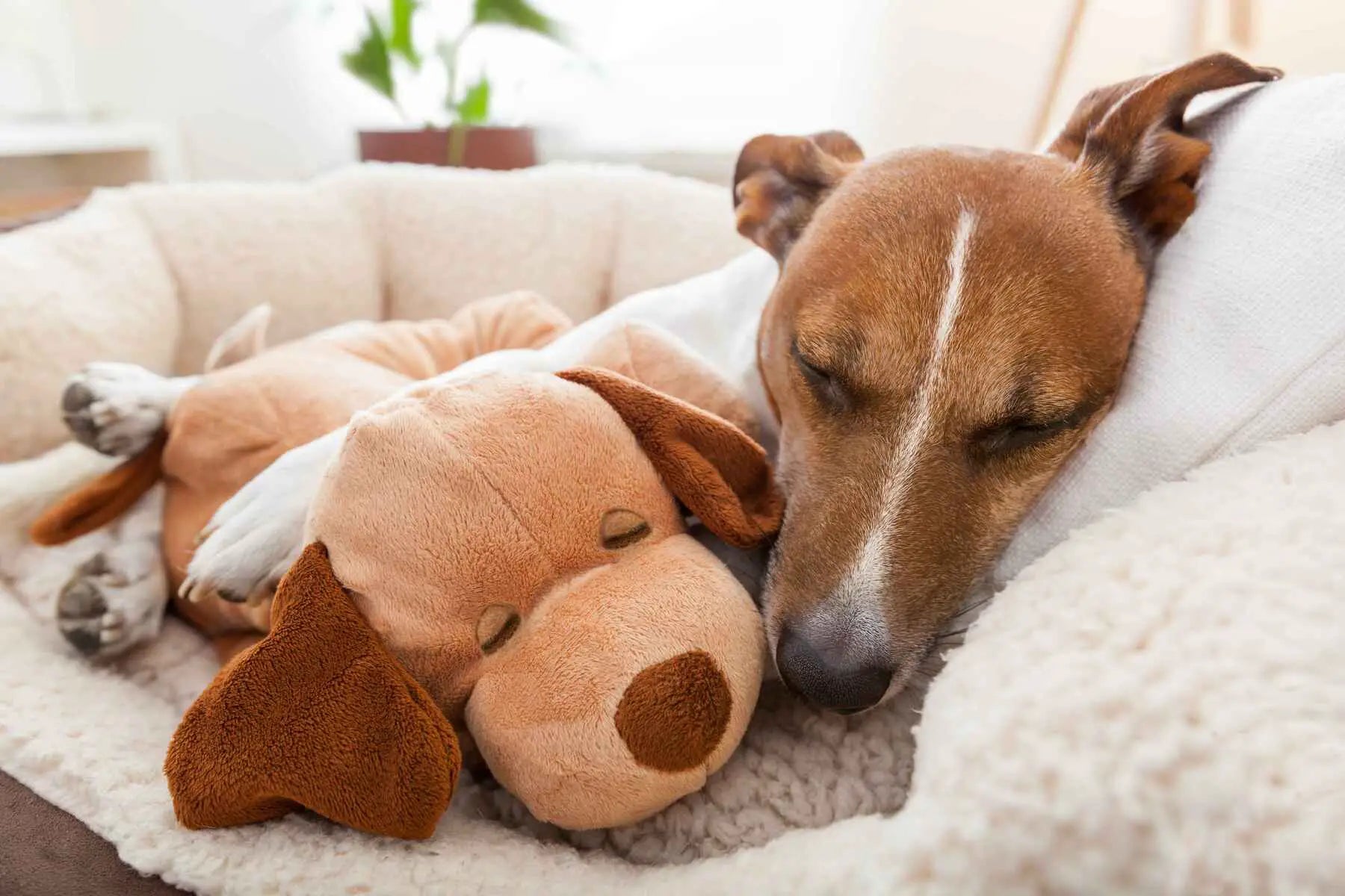 Sick dog sleeping in dog bed with cuddly toy