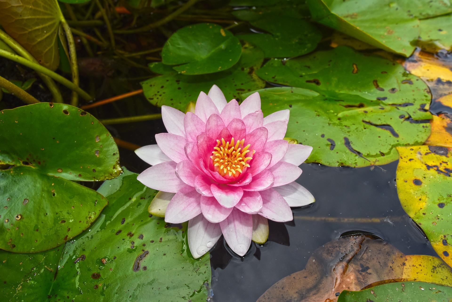 10 Easy Care Water Plants For Small Ponds