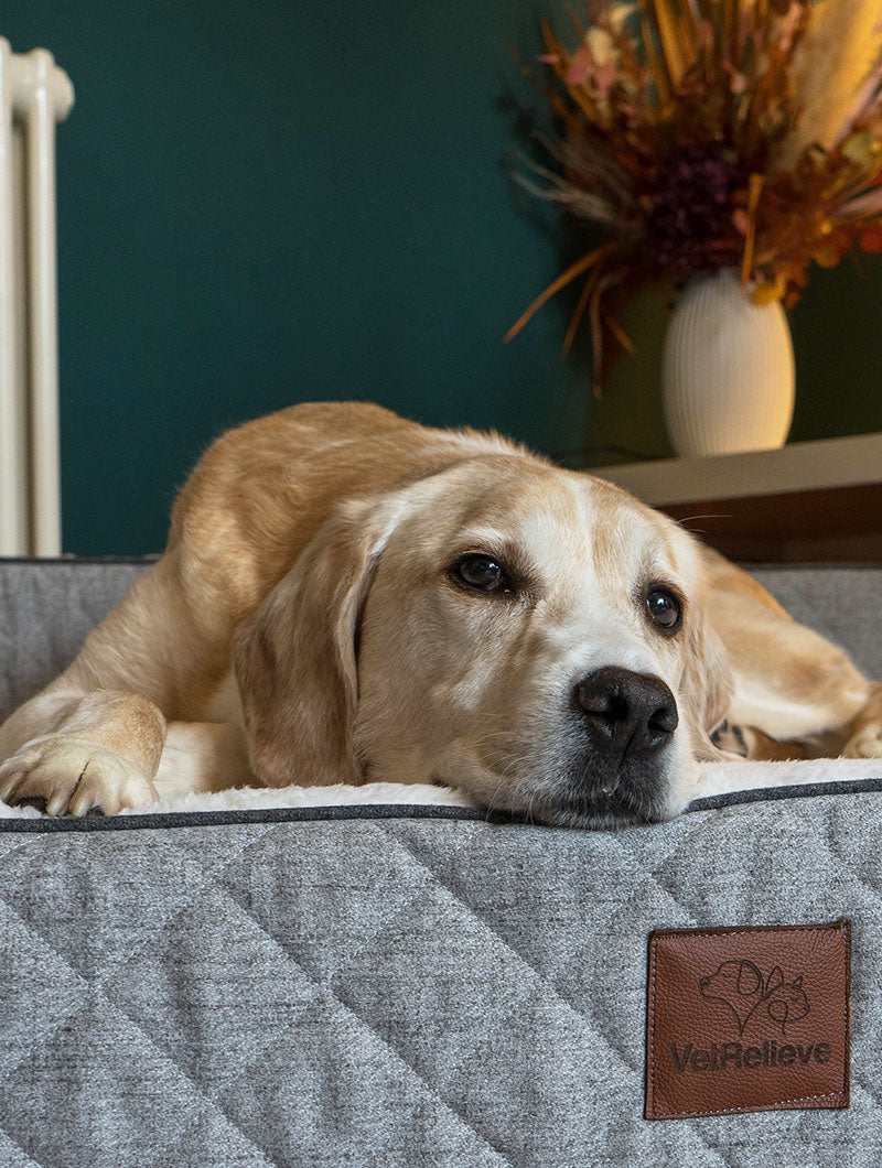 OrthoLuxe Bed for Dogs