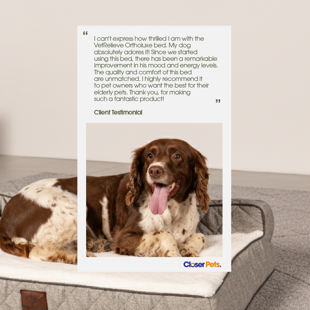OrthoLuxe Bed for Dogs
