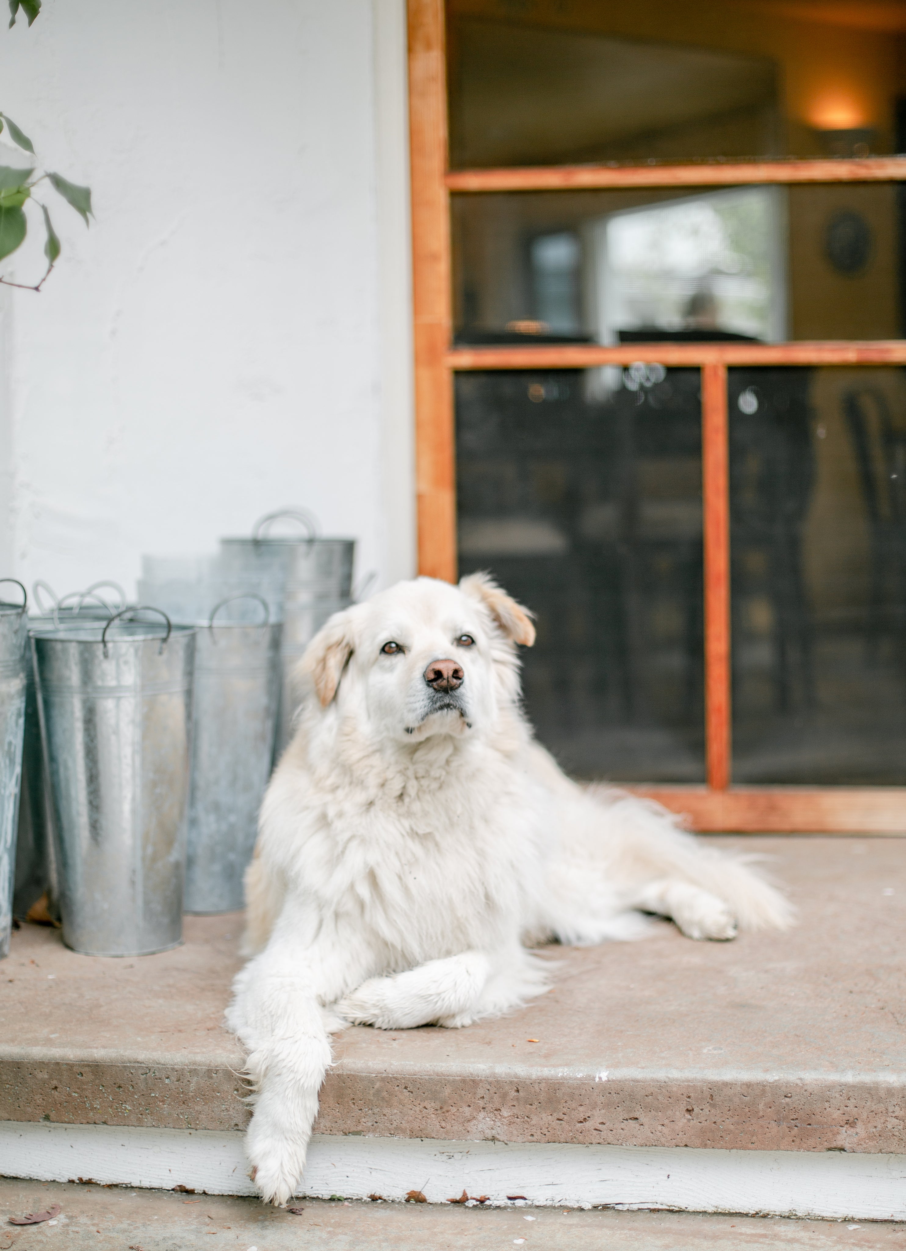 white-golden-retriever-sat-on-door-step