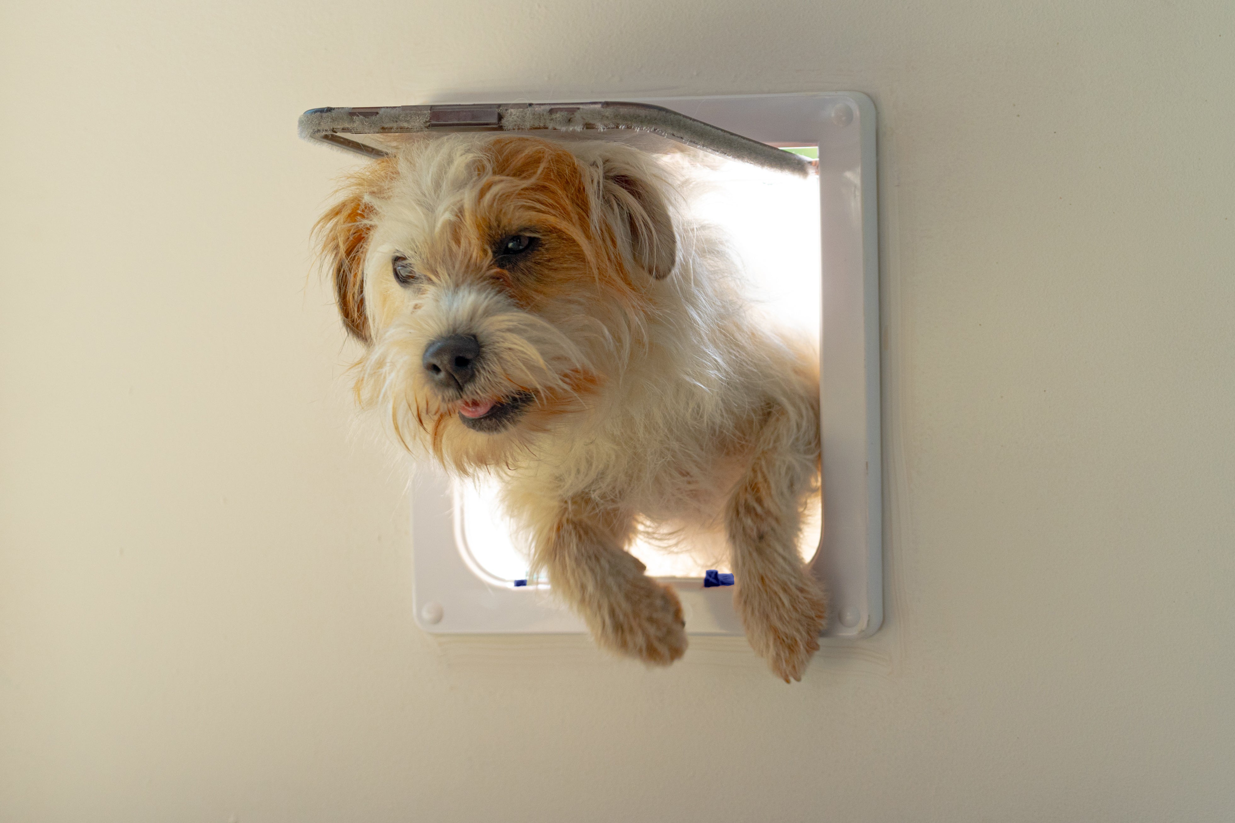 Closer Pets Small Dog Door – White (CP 221W)