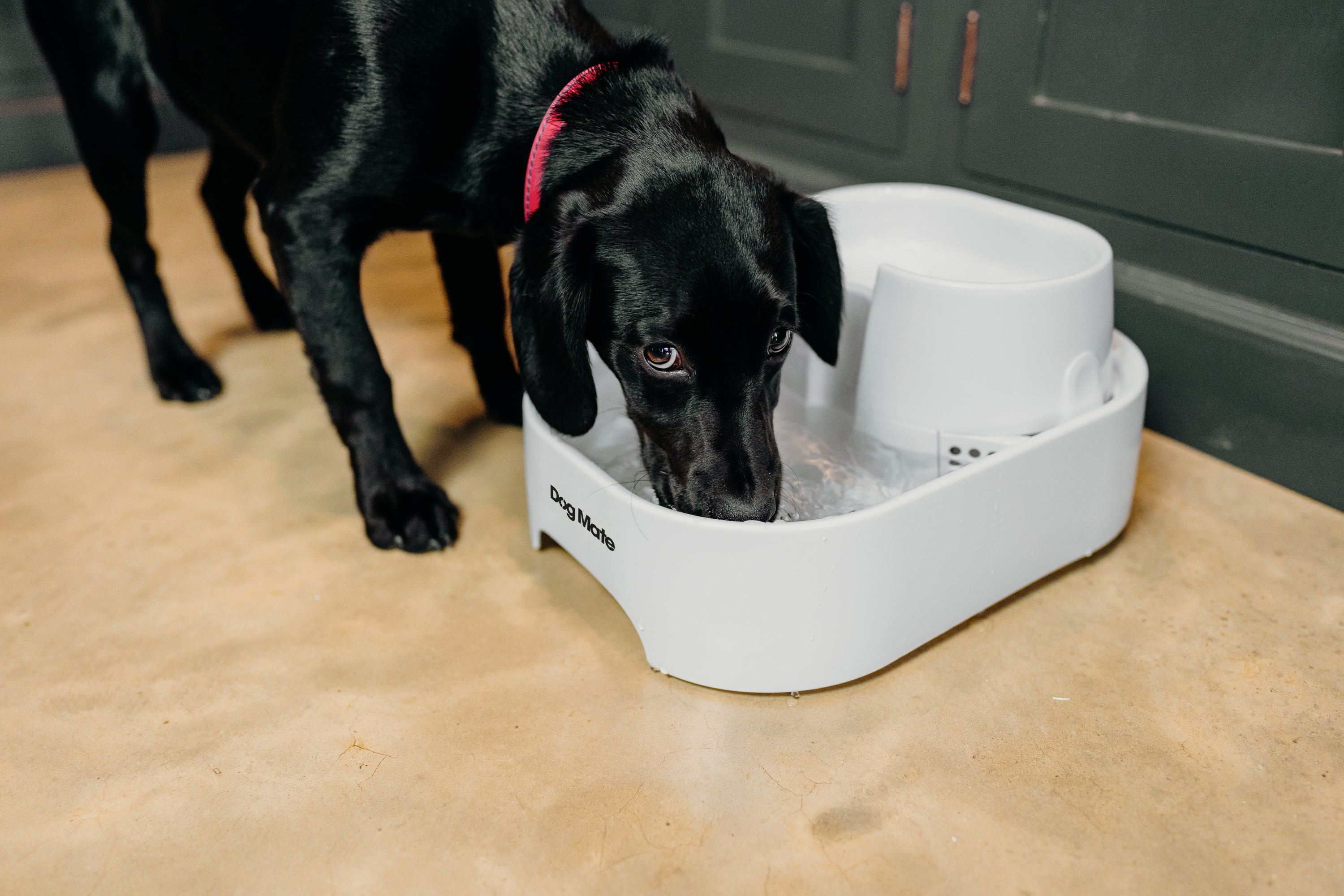 Dog playing hotsell in water fountain