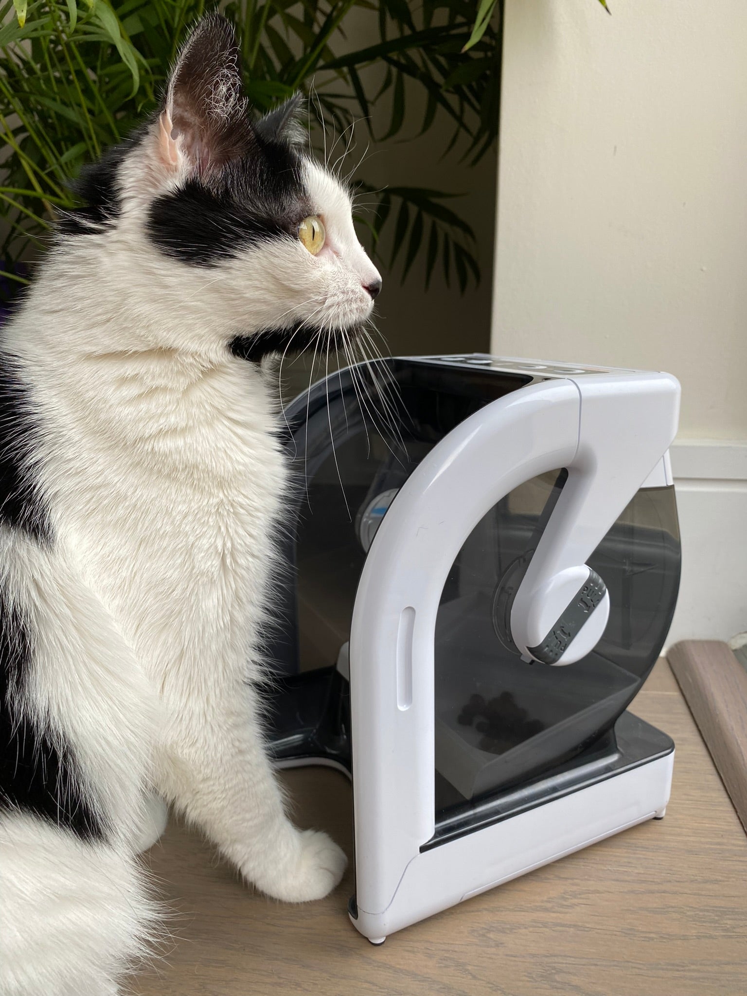 Collar controlled cat sales feeder